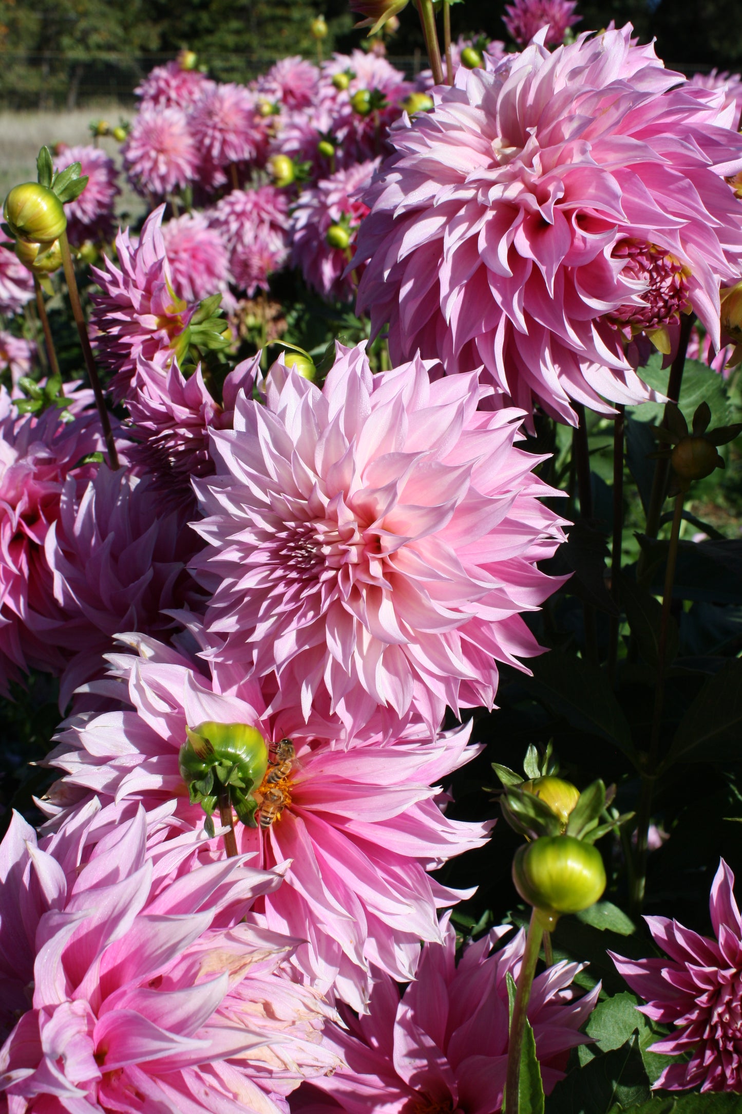 Bloomquist Bring Forth