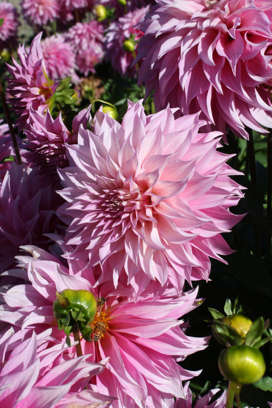 Bloomquist Bring Forth