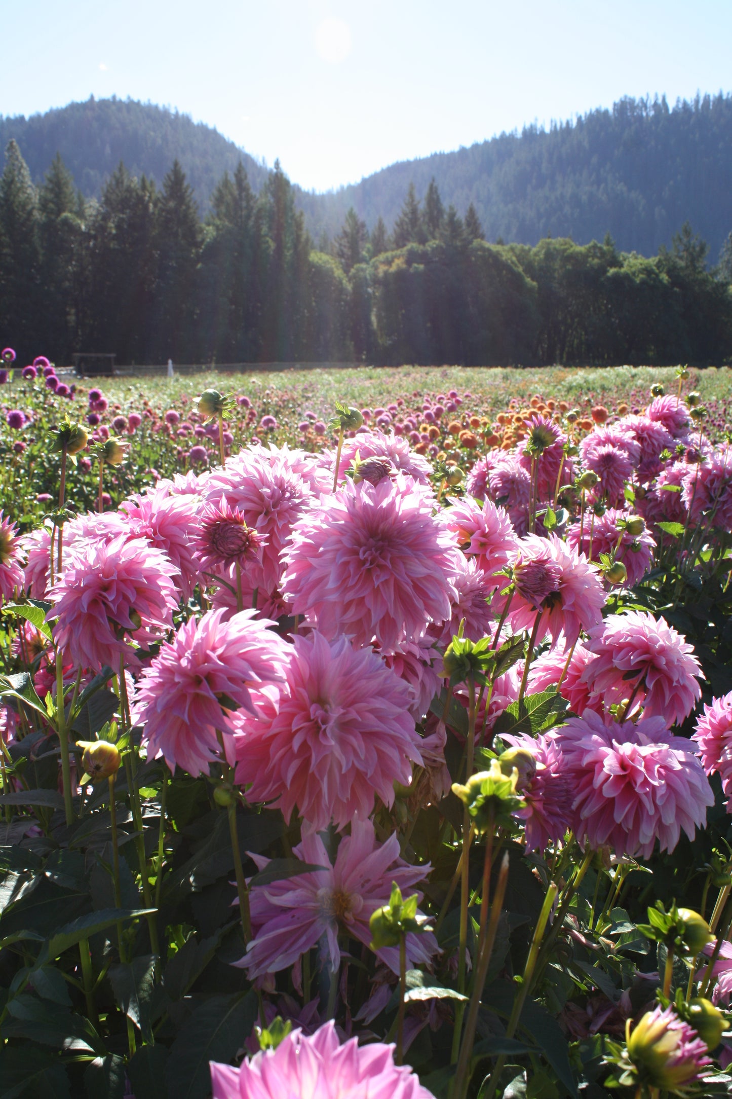 Bloomquist Bring Forth