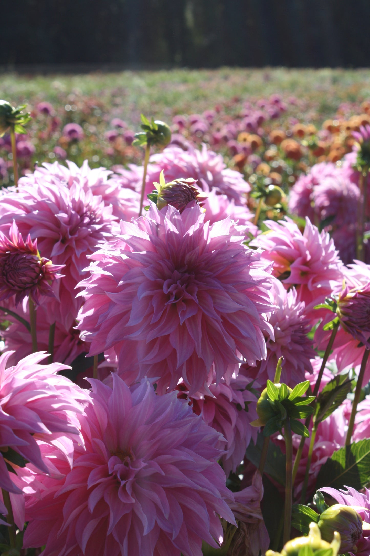 Bloomquist Bring Forth