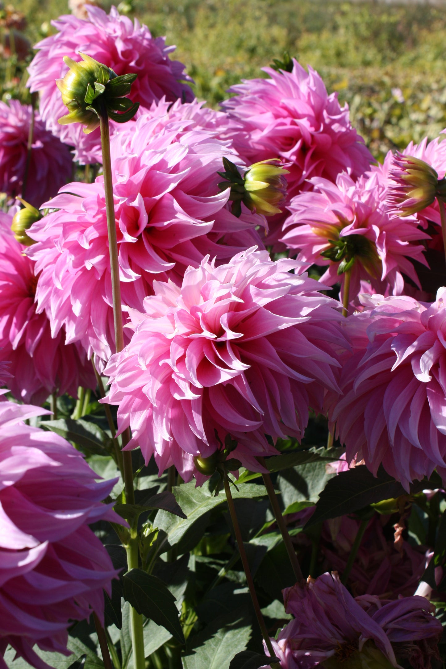 Bloomquist Bring Forth