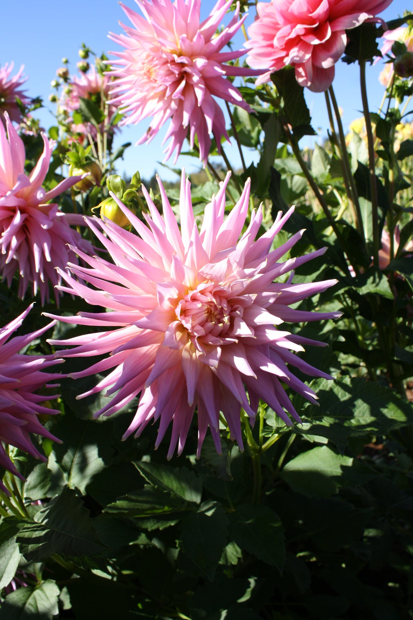 Wyn's Mauve Mist Dahlia Tuber