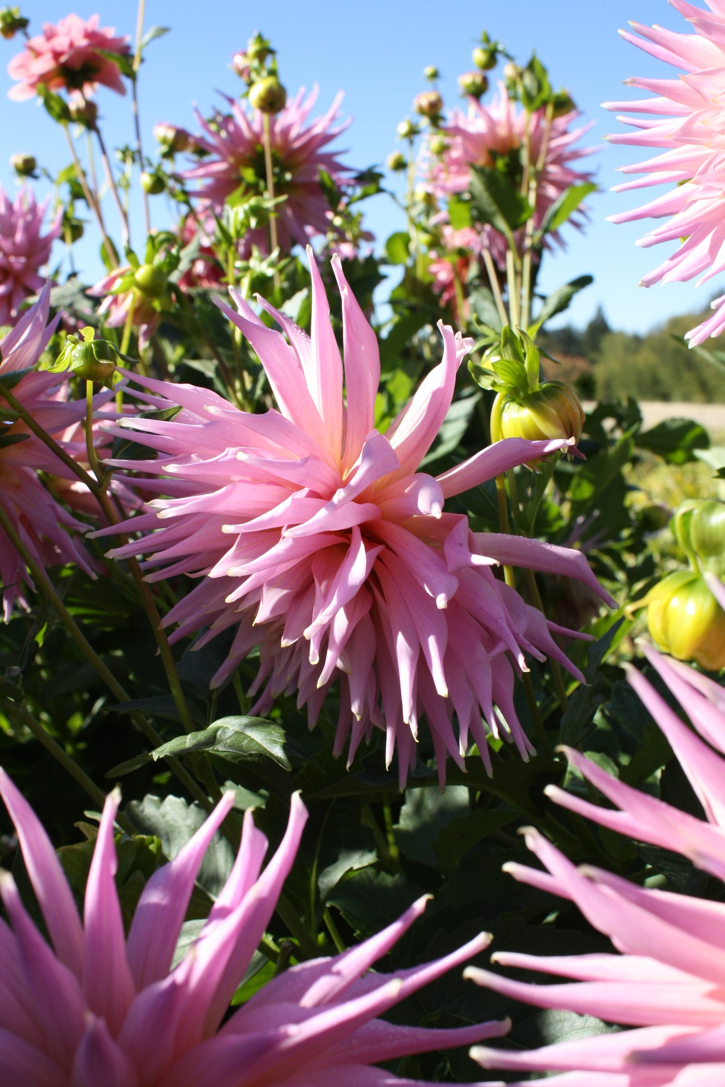 Wyn's Mauve Mist Dahlia Tuber