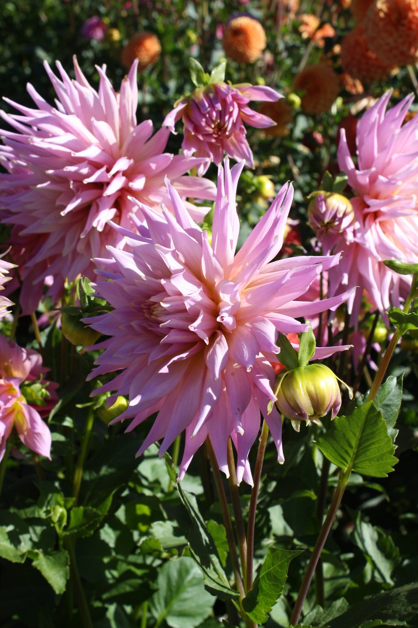 Wyn's Mauve Mist Dahlia Tuber
