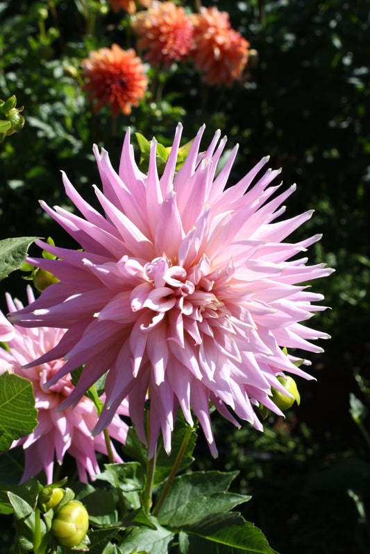 Wyn's Mauve Mist Dahlia Tuber