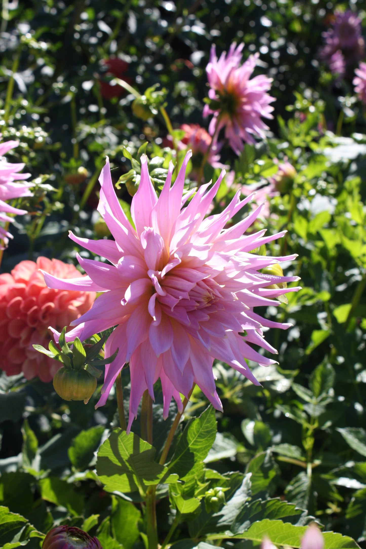 Wyn's Mauve Mist Dahlia Tuber