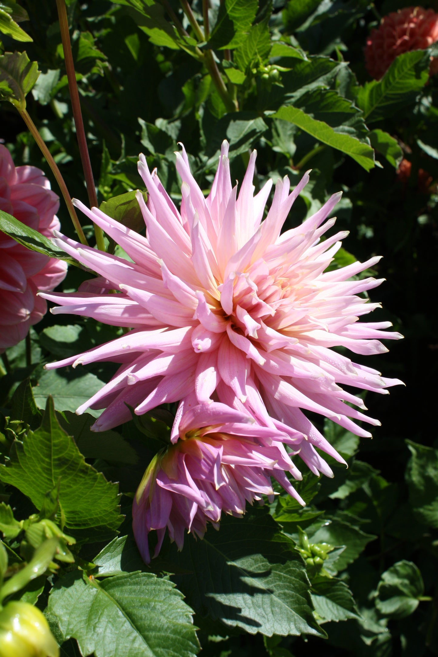 Wyn's Mauve Mist Dahlia Tuber