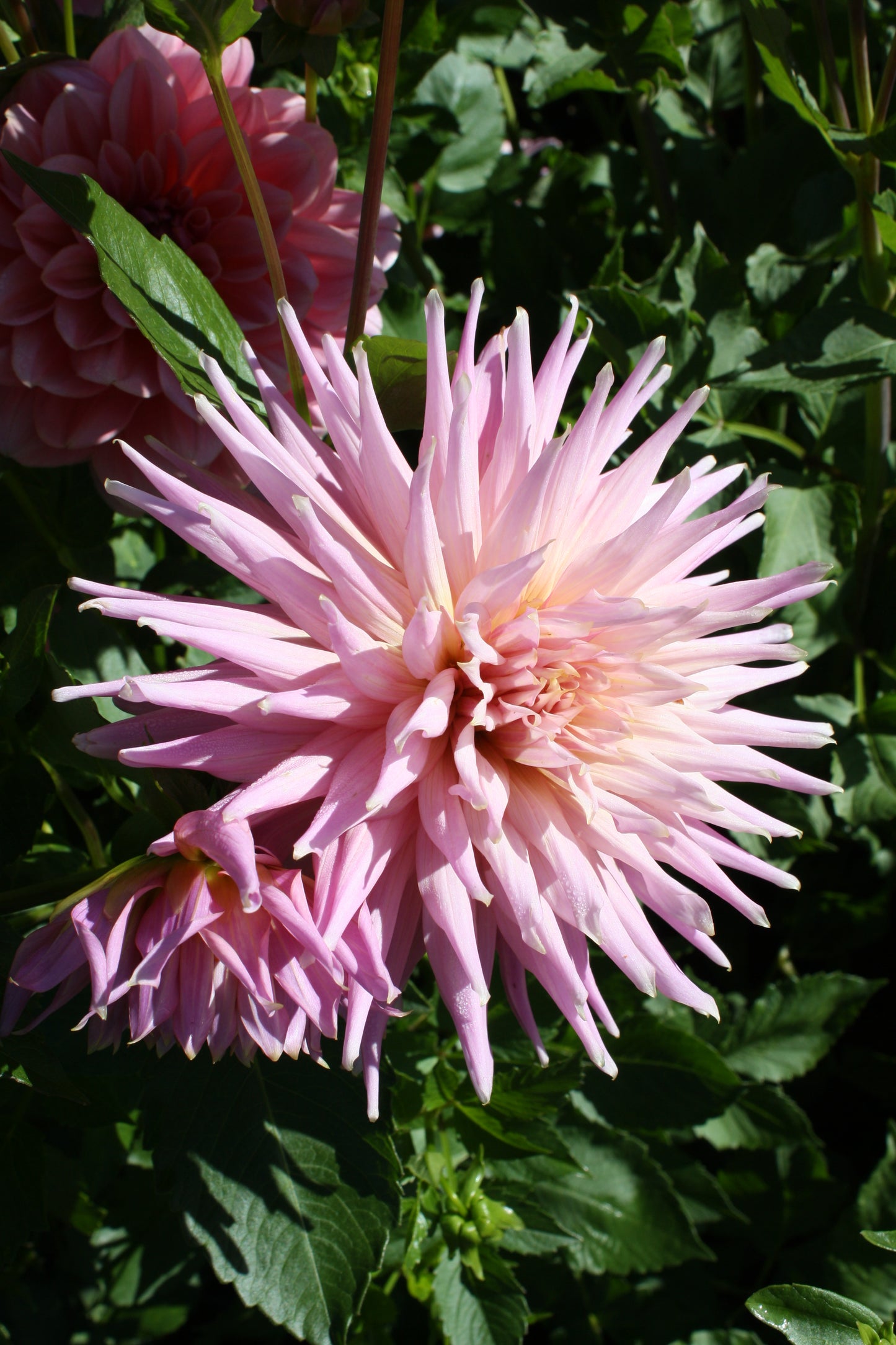 Wyn's Mauve Mist Dahlia Tuber