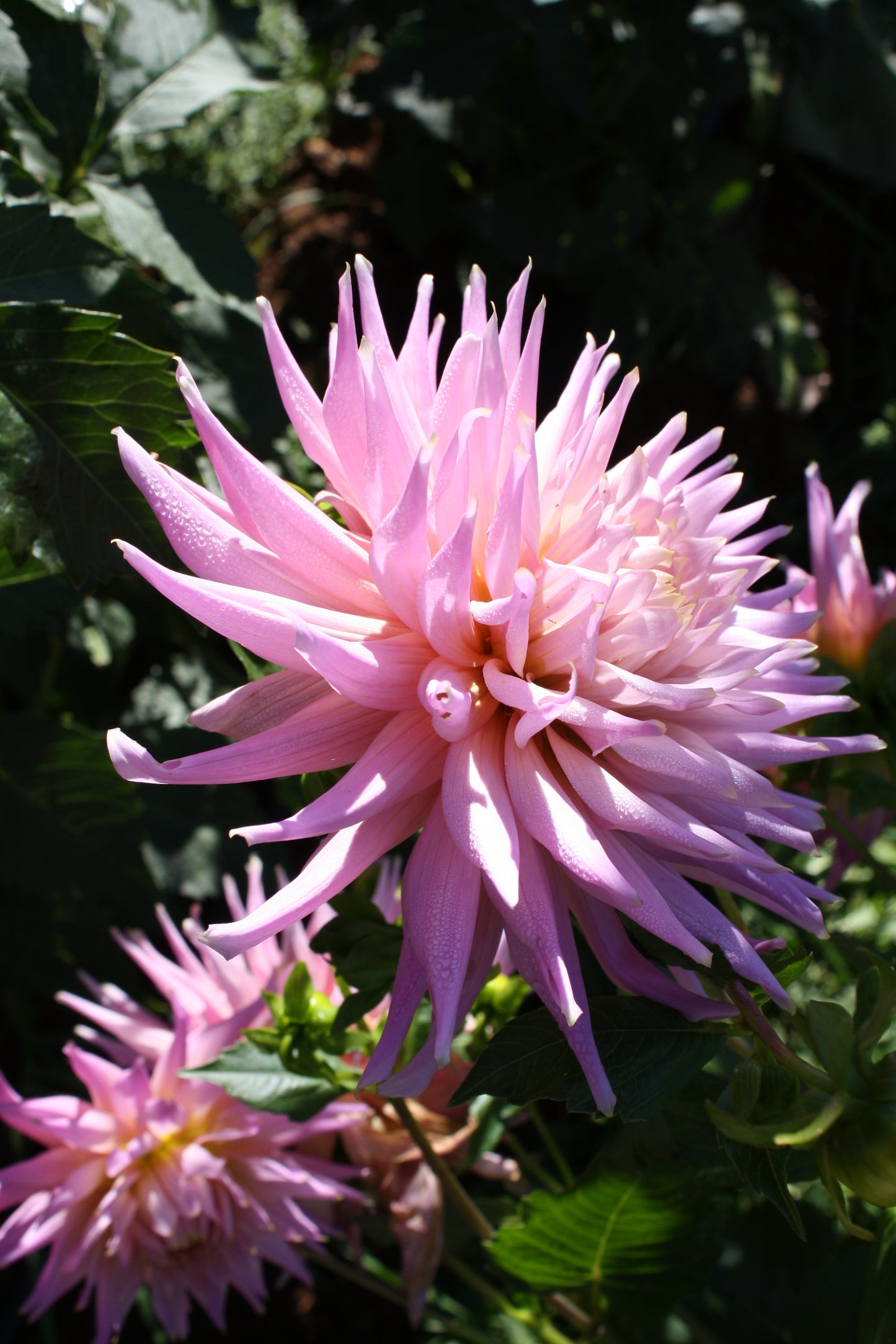 Wyn's Mauve Mist Dahlia Tuber