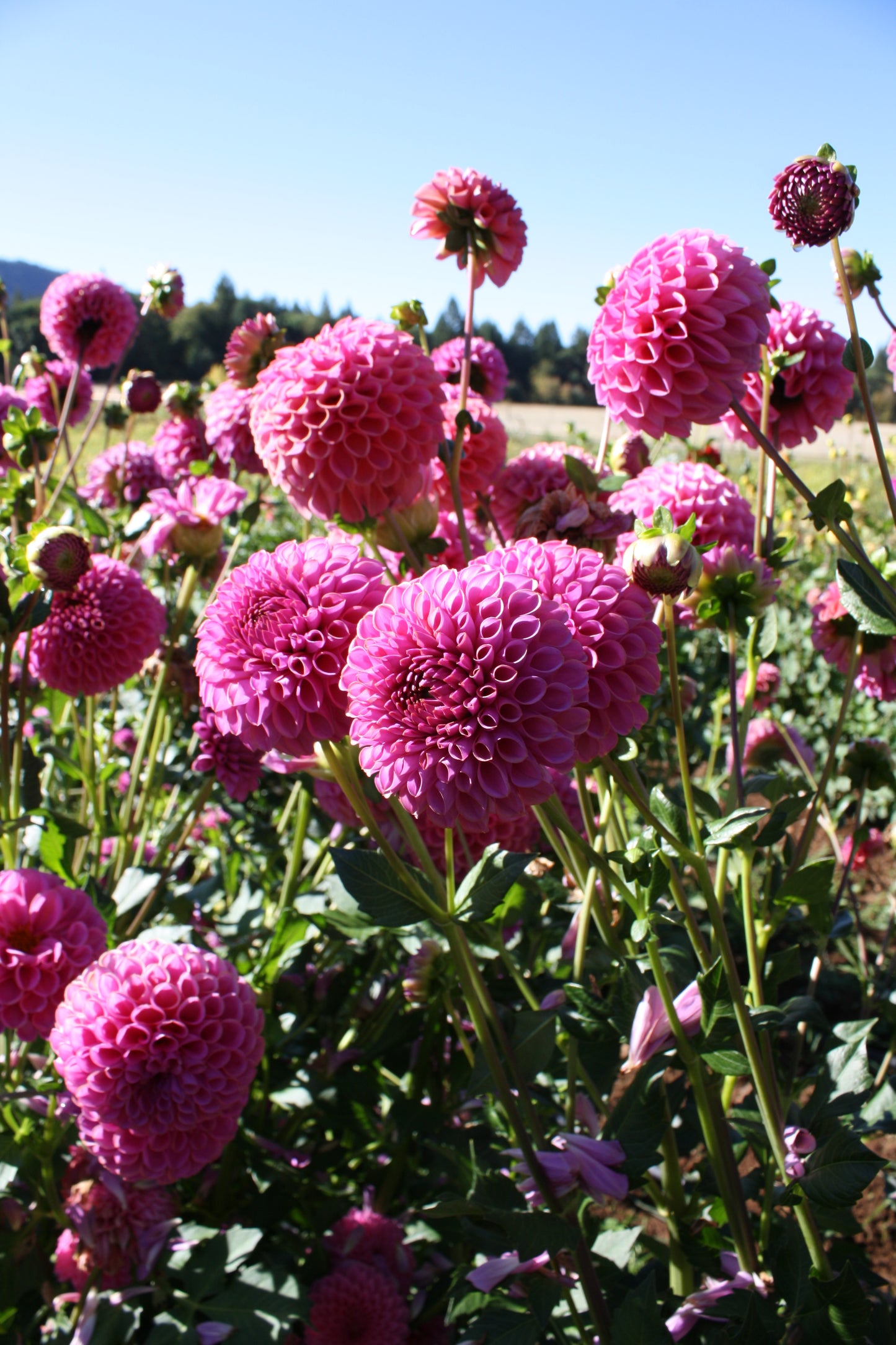 Isabel Dahlia Tuber