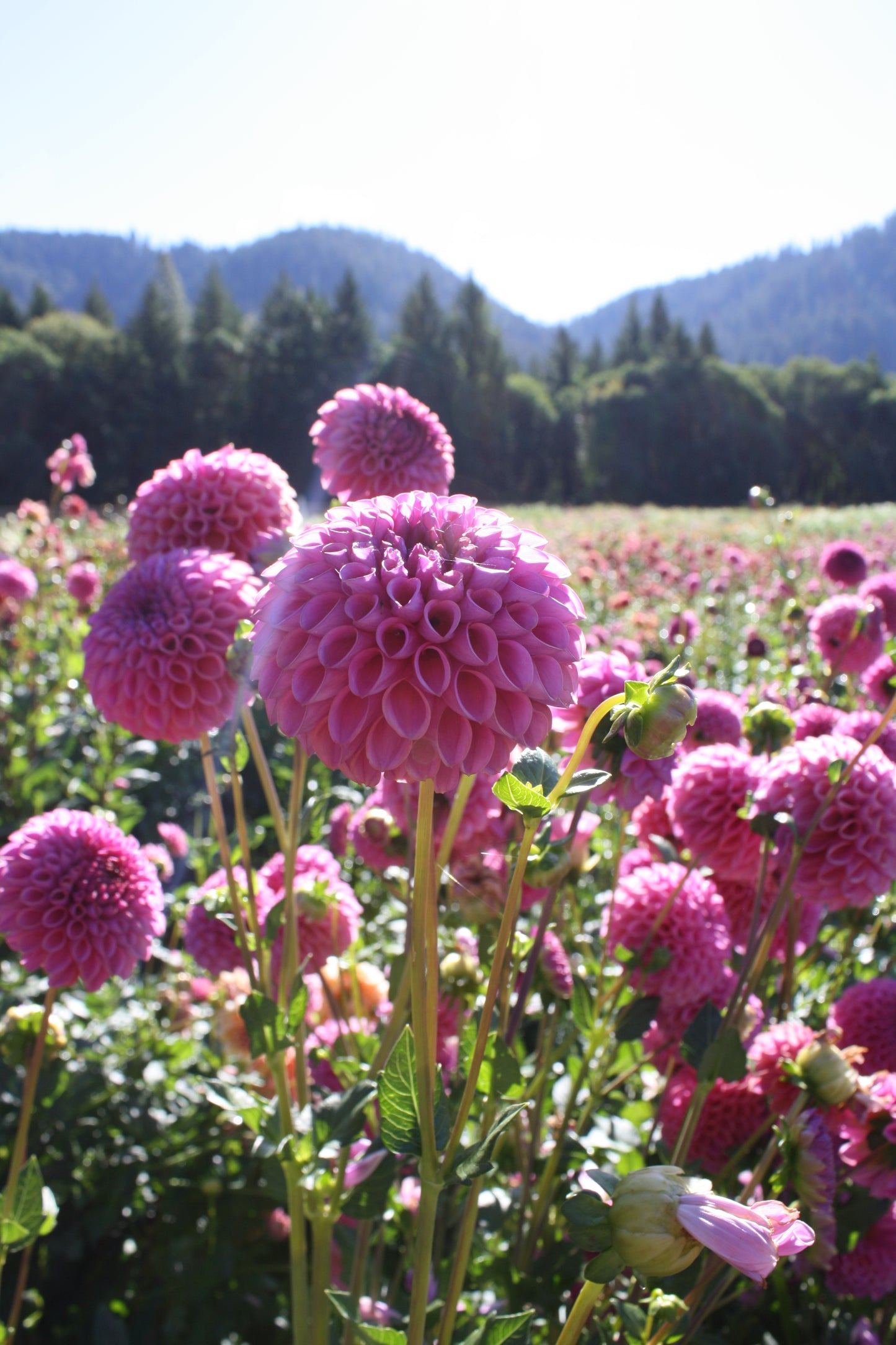 Isabel Dahlia Tuber