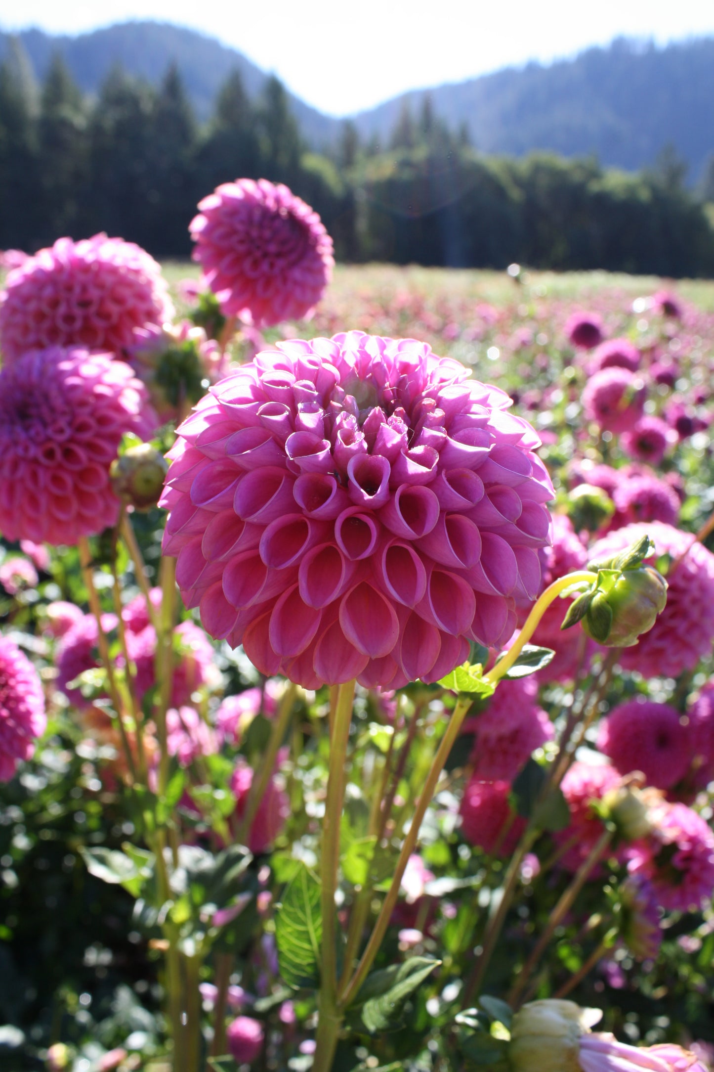 Isabel Dahlia Tuber