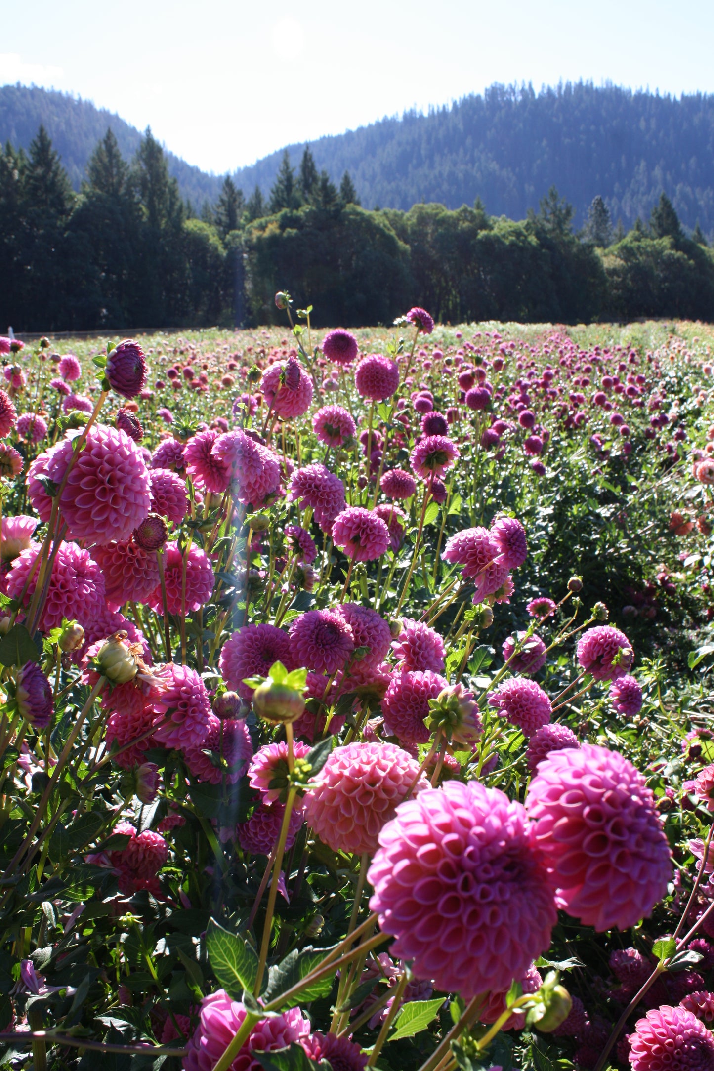 Isabel Dahlia Tuber