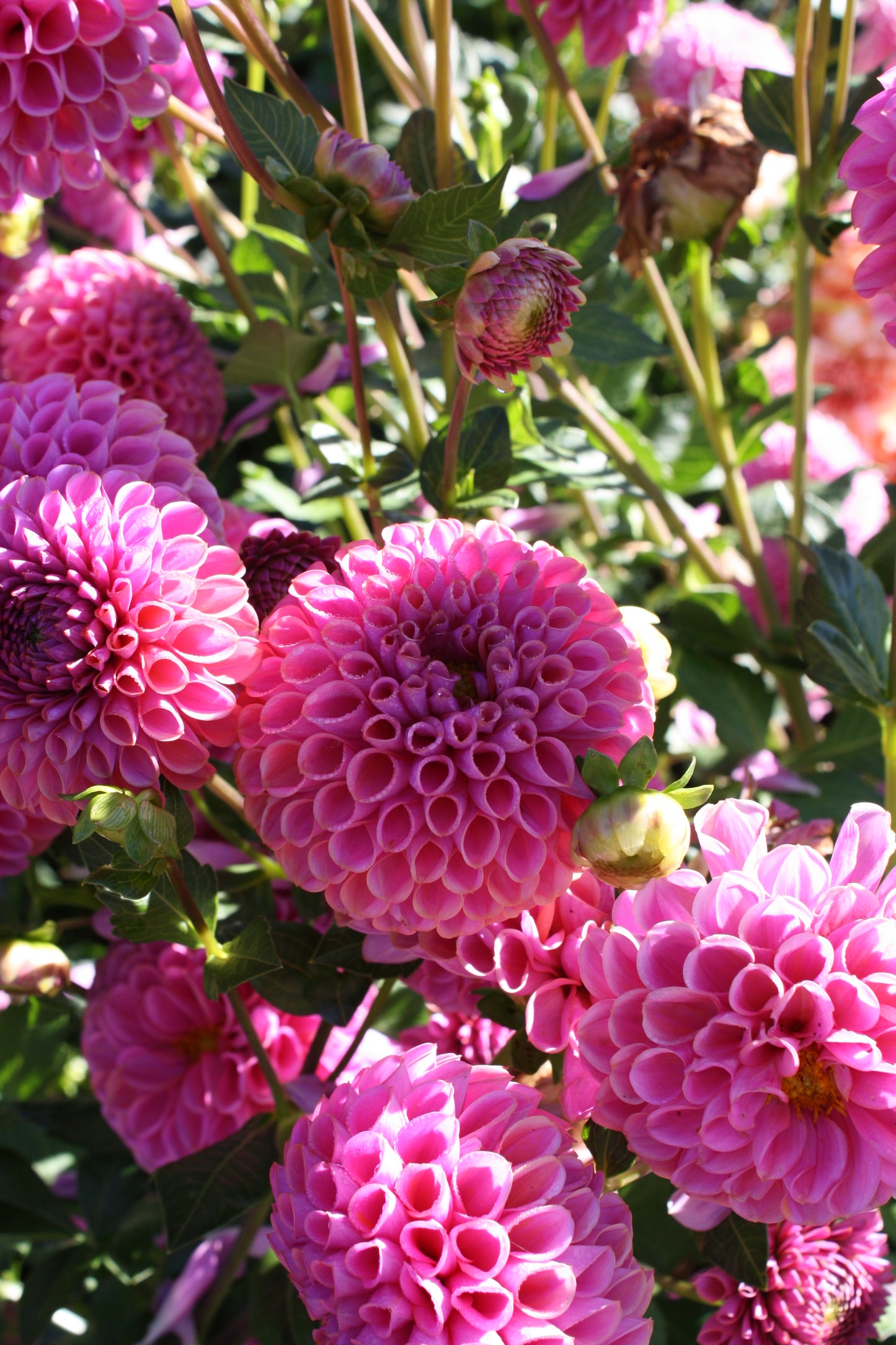 Isabel Dahlia Tuber