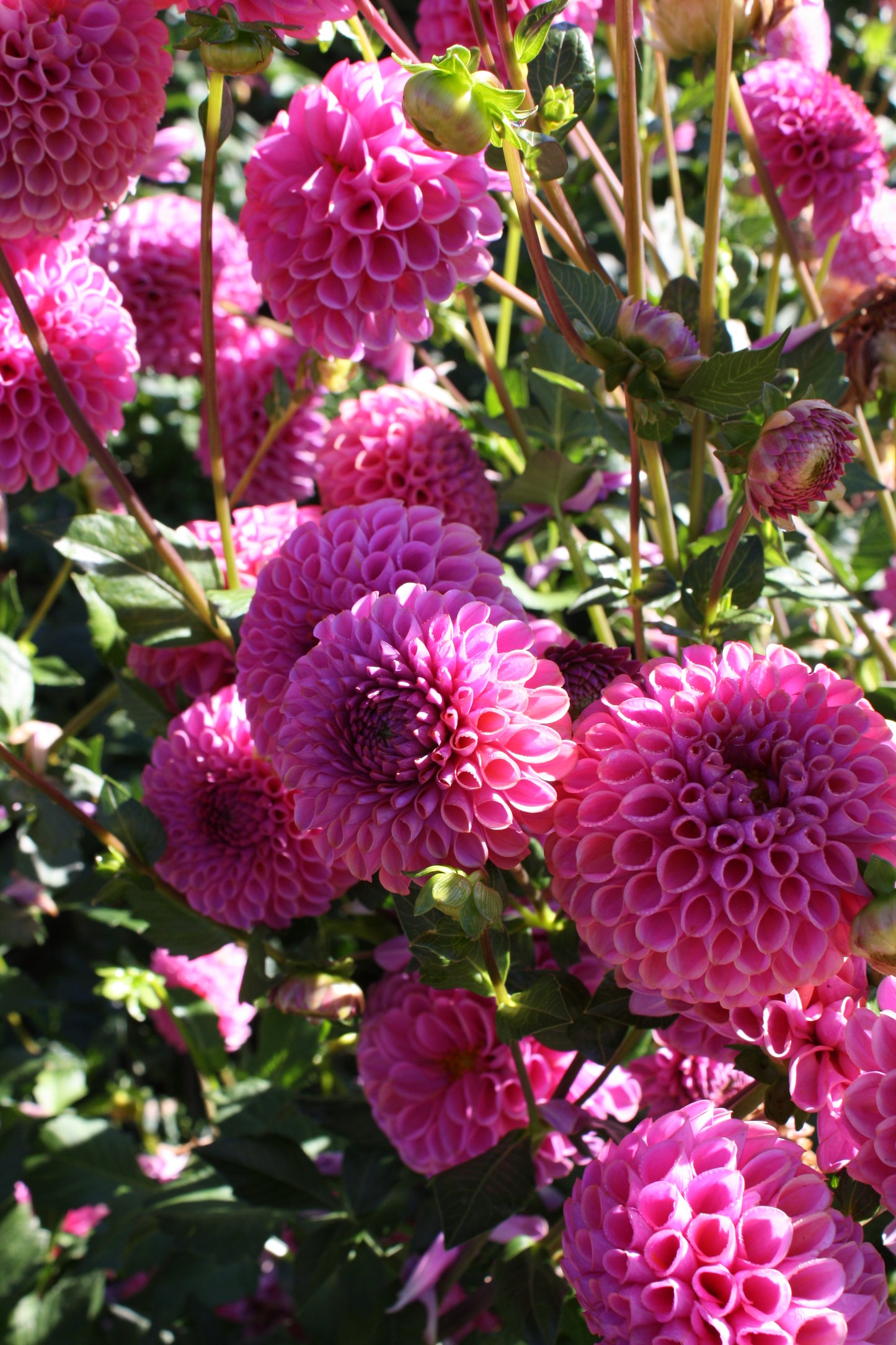 Isabel Dahlia Tuber