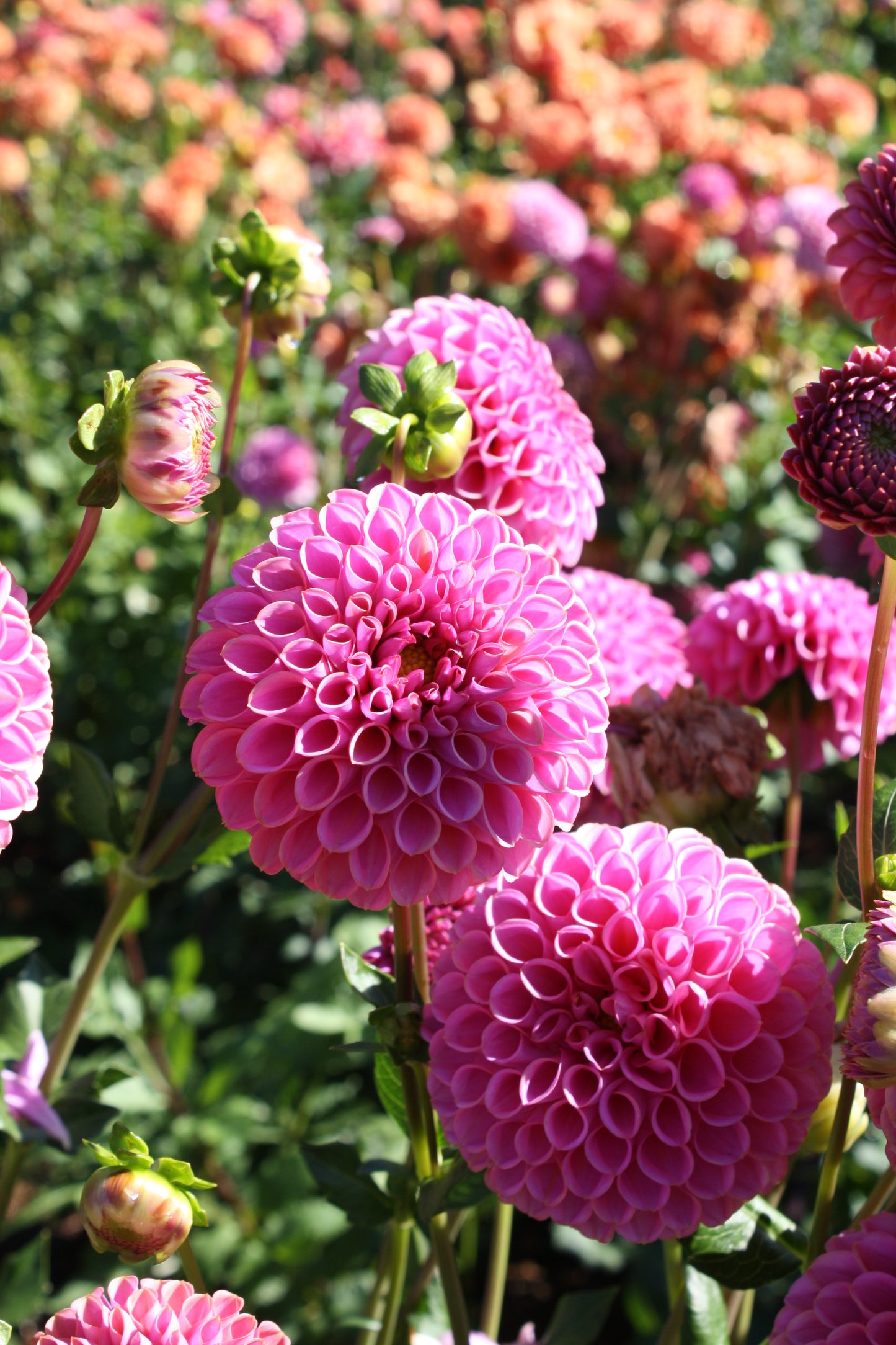 Isabel Dahlia Tuber
