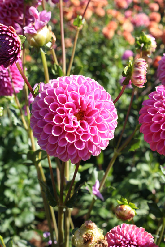 Isabel Dahlia Tuber