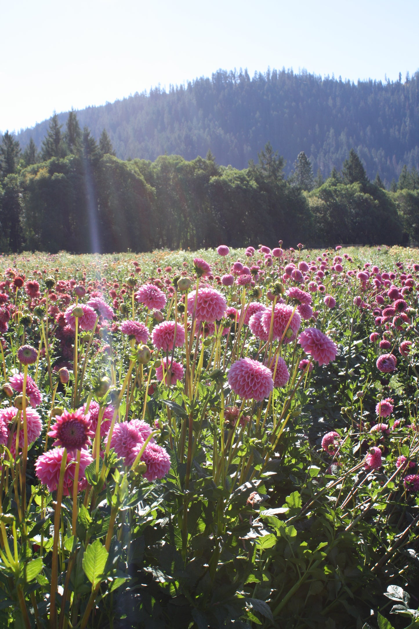Pink Sylvia Dahlia Tuber
