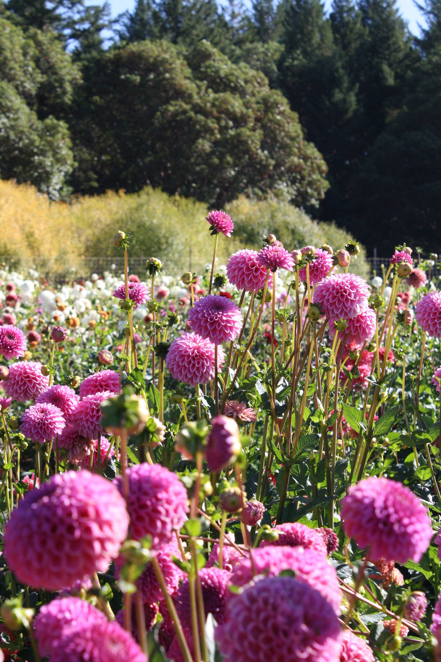 Pink Sylvia Dahlia Tuber