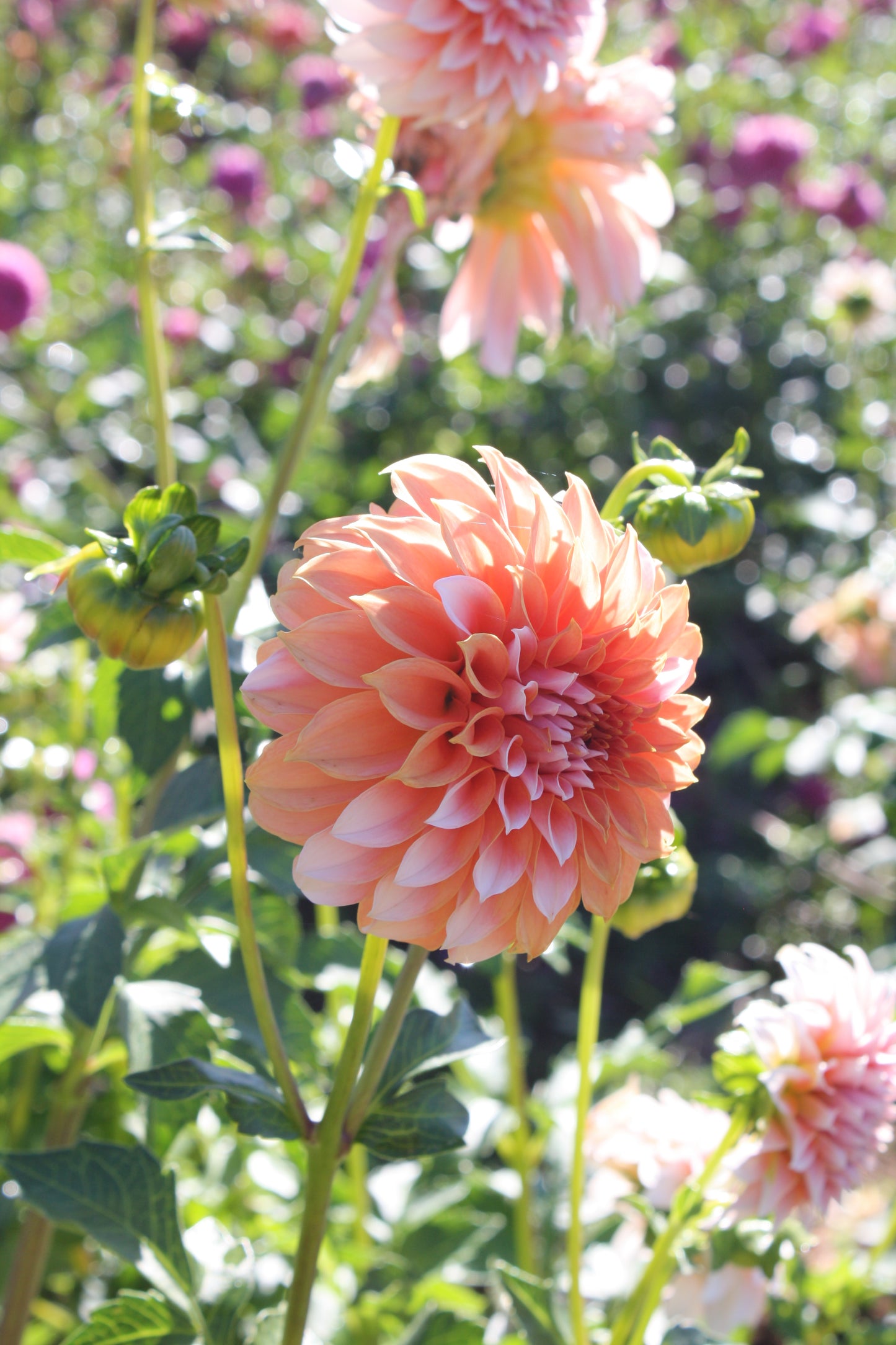 Peaches 'N Cream Dahlia Tuber