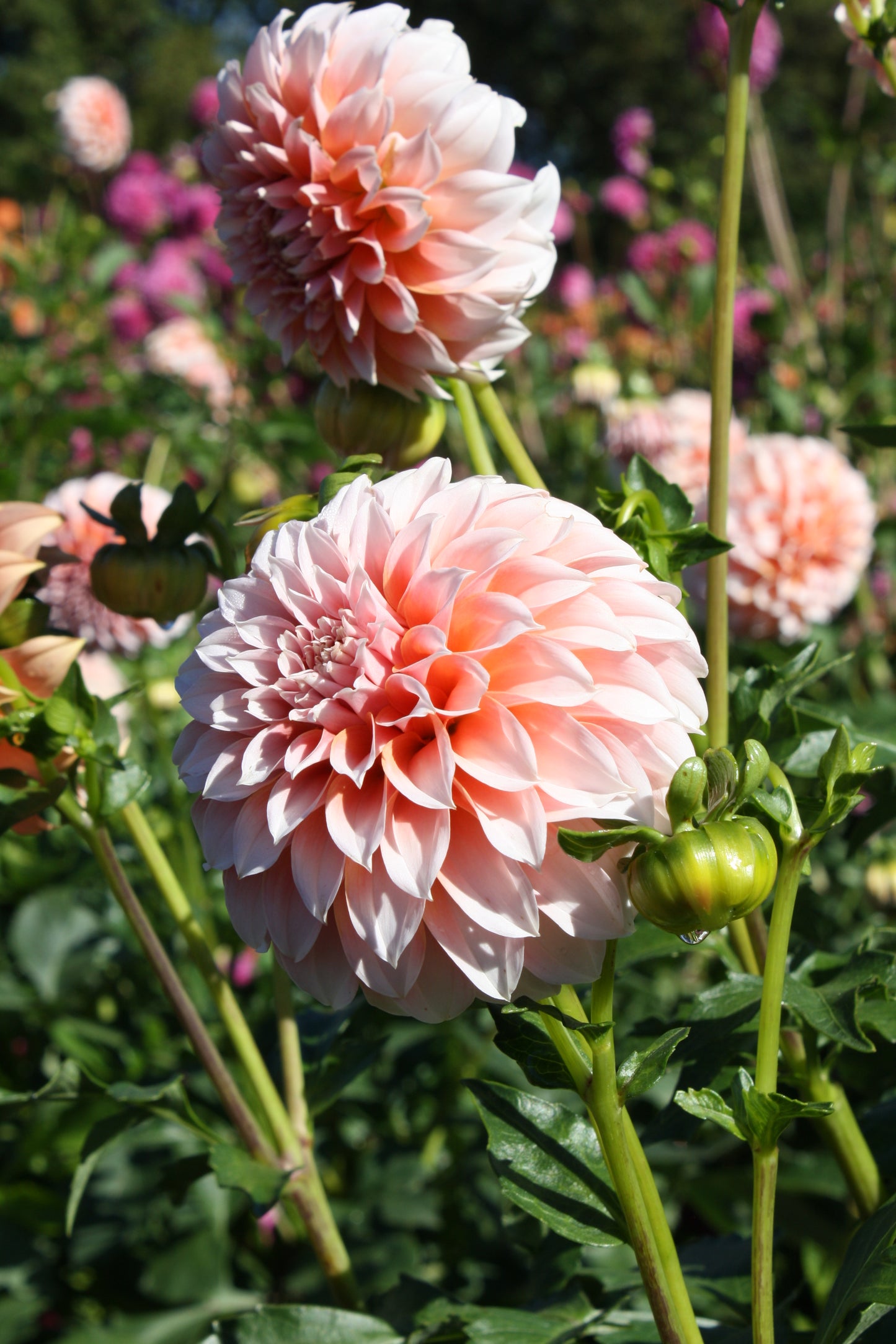 Peaches 'N Cream Dahlia Tuber