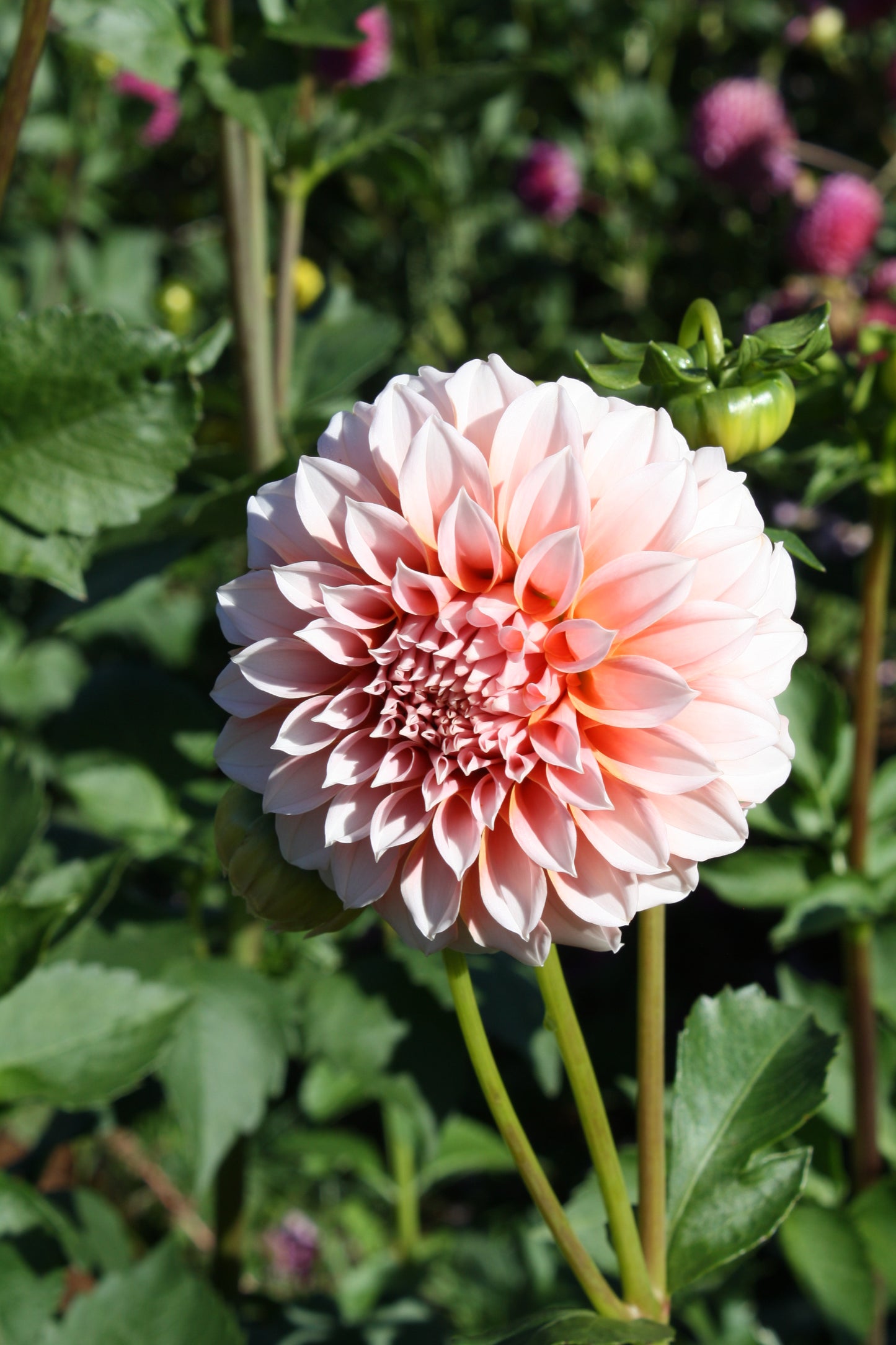 Peaches 'N Cream Dahlia Tuber
