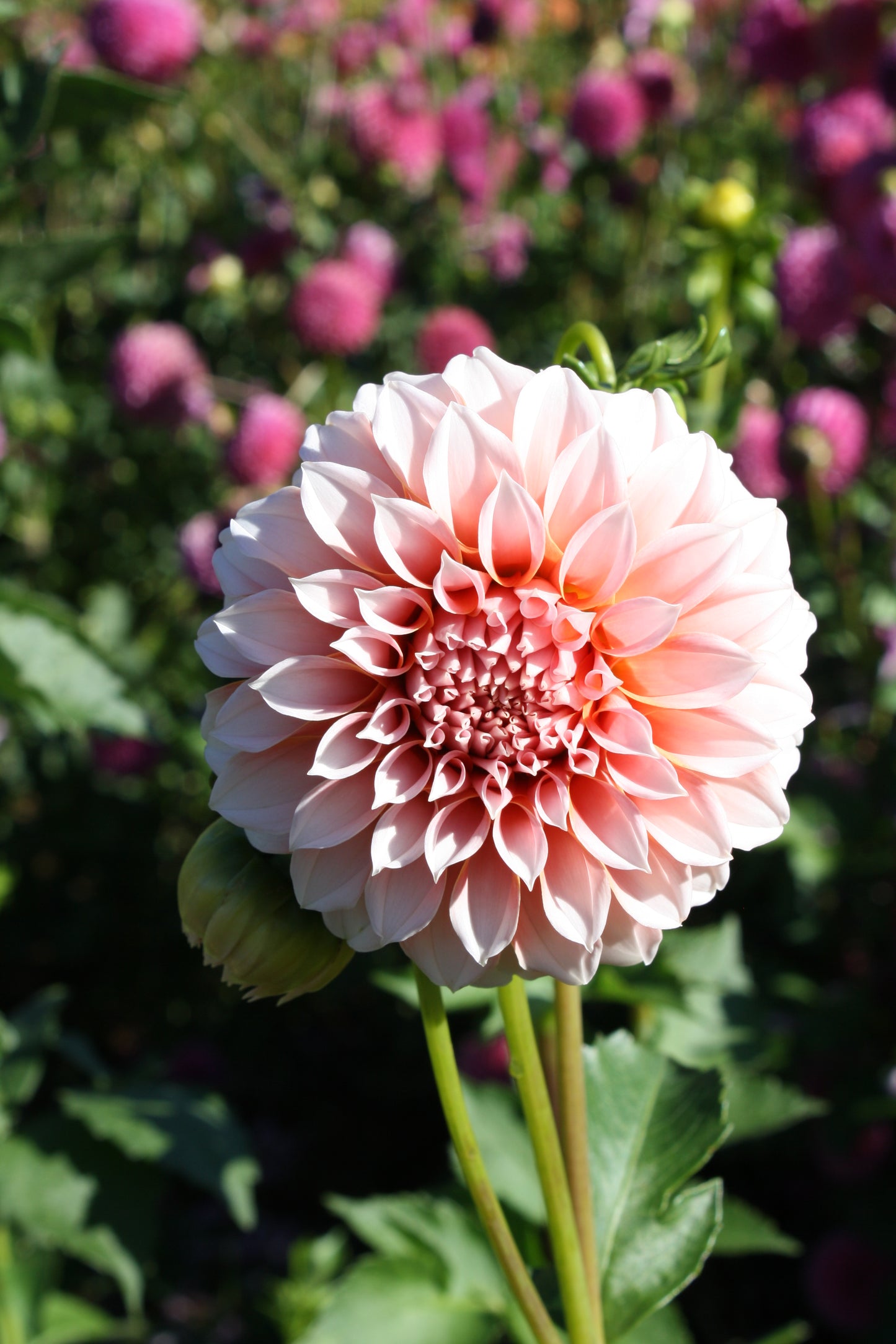 Peaches 'N Cream Dahlia Tuber