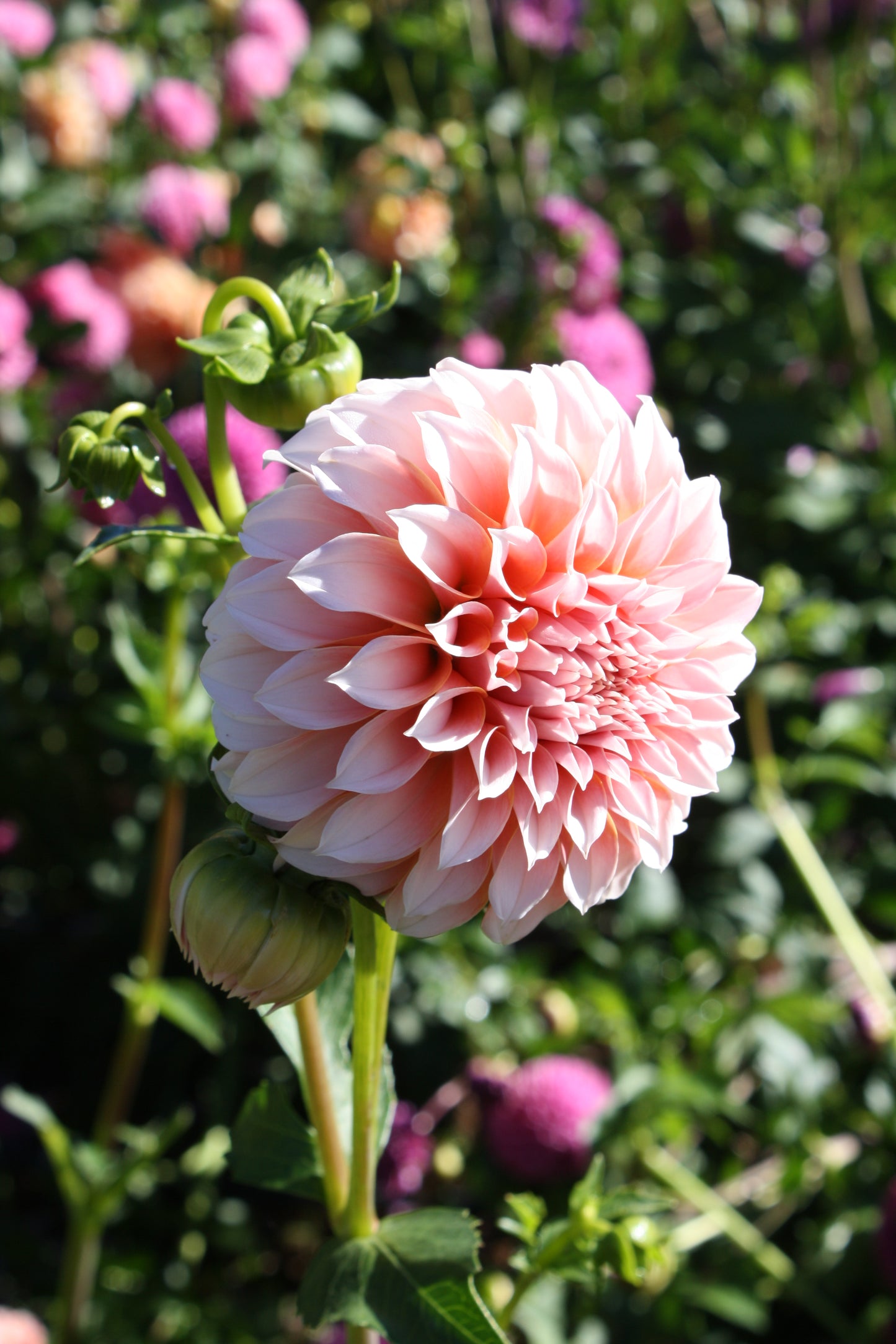 Peaches 'N Cream Dahlia Tuber