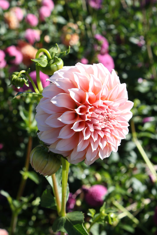 Peaches 'N Cream Dahlia Tuber