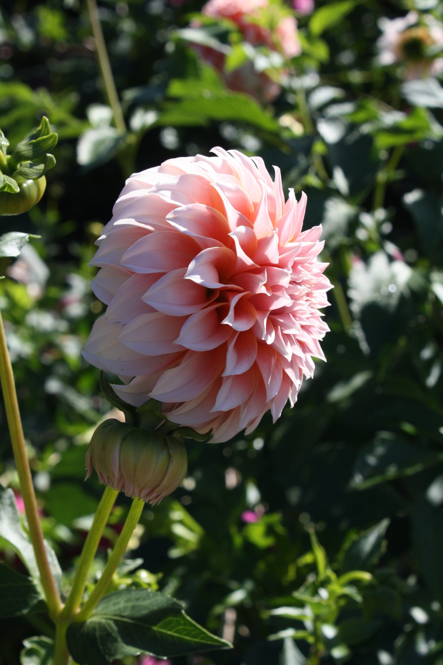 Peaches 'N Cream Dahlia Tuber