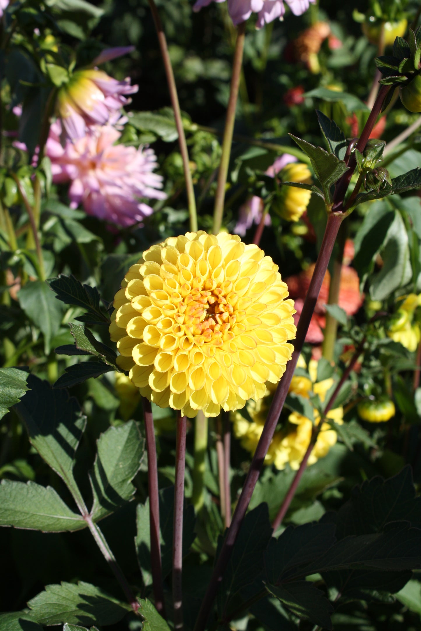 Bloomquist Peaceful Dahlia Tuber