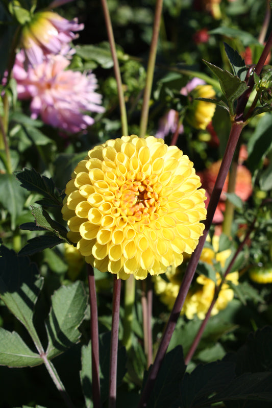 Bloomquist Peaceful Dahlia Tuber