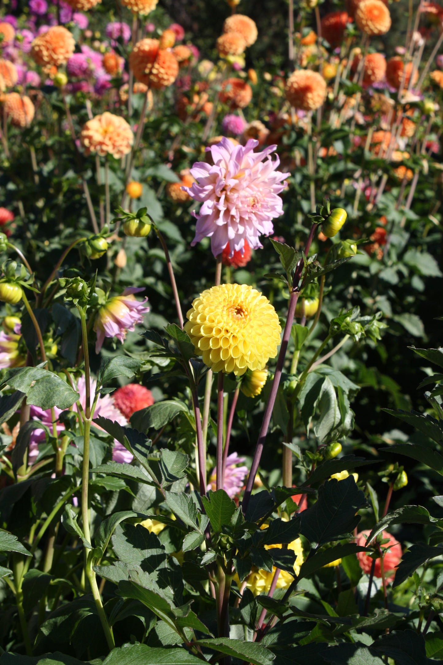 Bloomquist Peaceful Dahlia Tuber