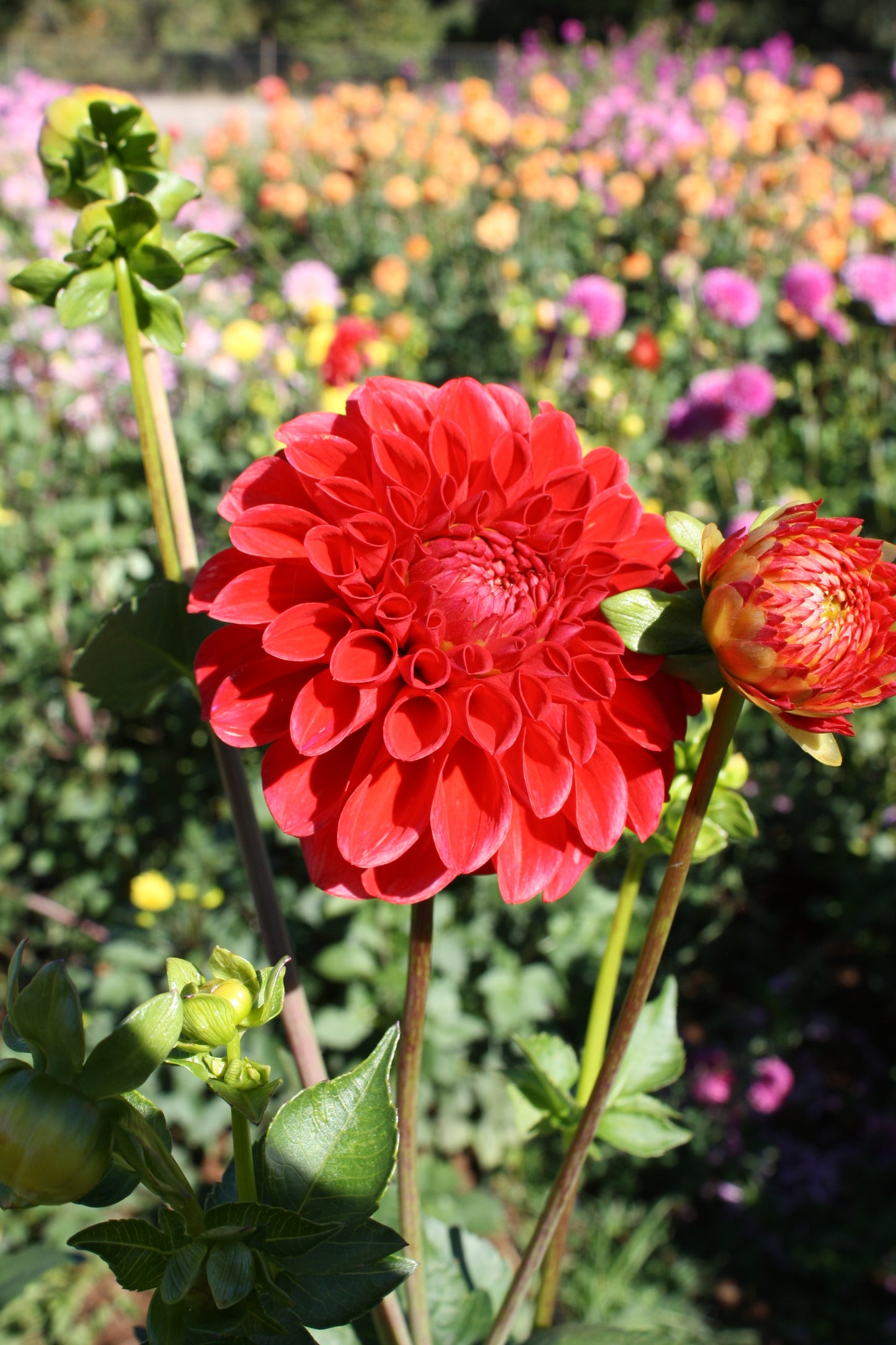 Red Symphony Dahlia Tuber