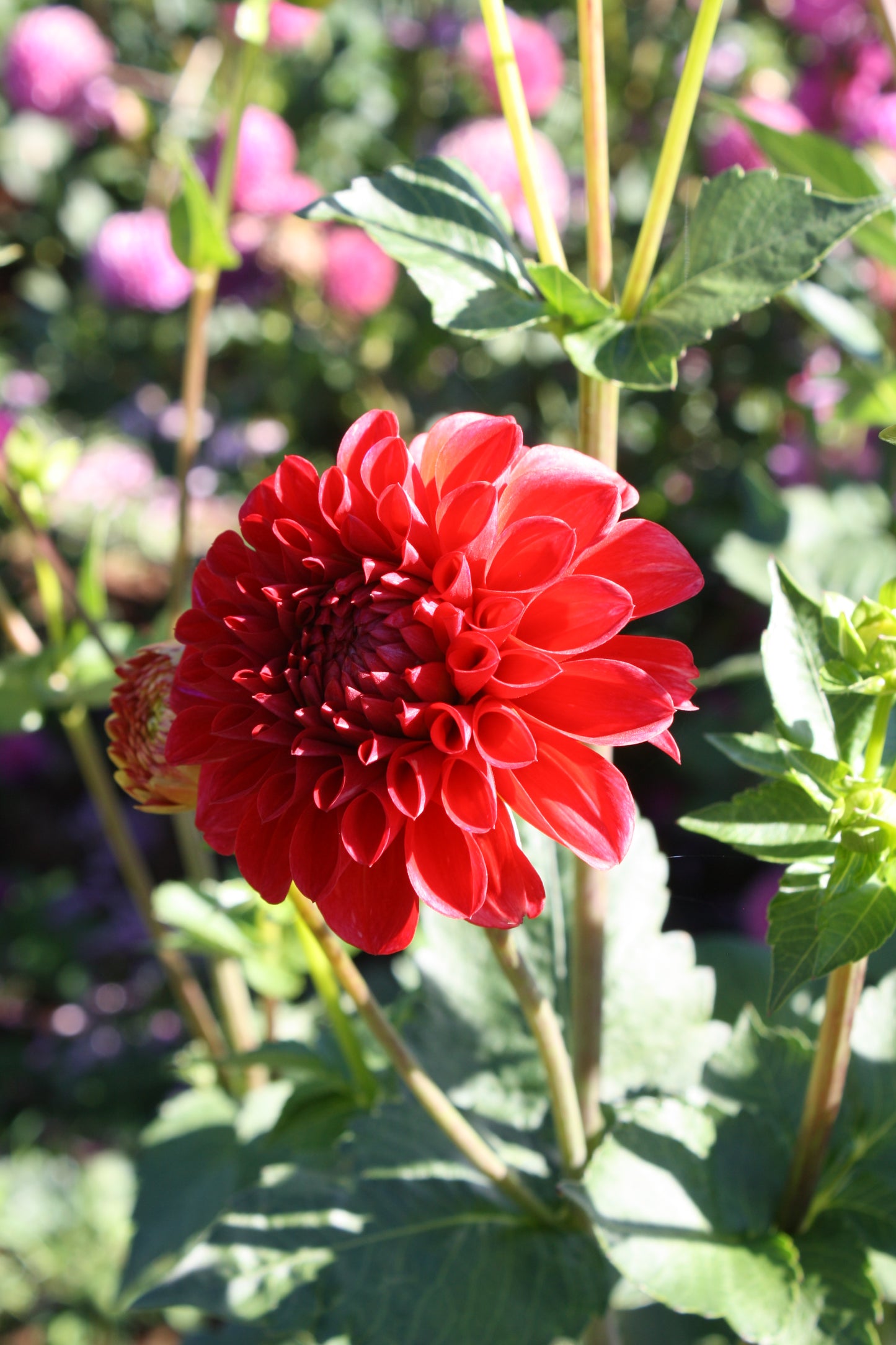 Red Symphony Dahlia Tuber
