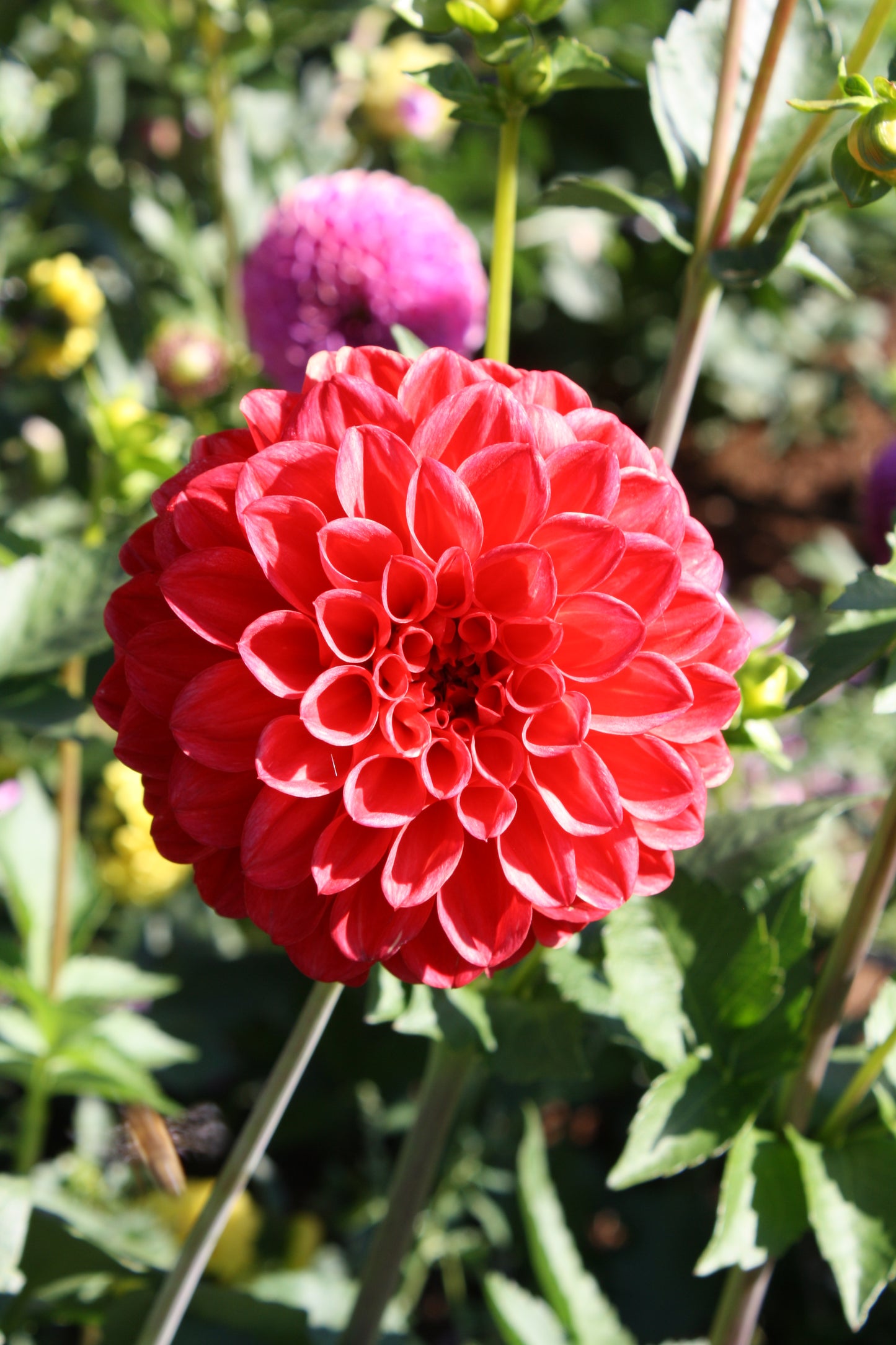 Red Symphony Dahlia Tuber
