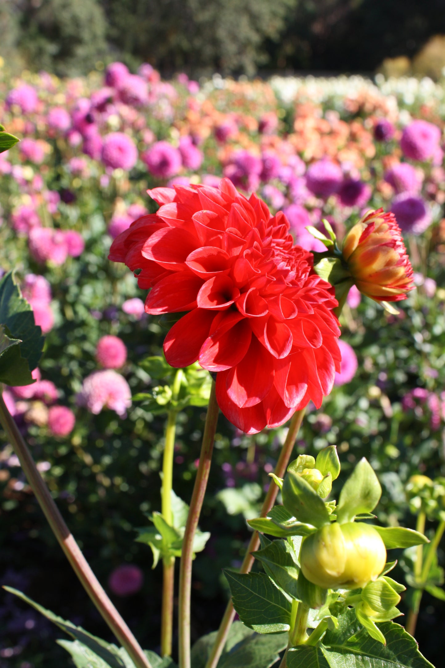 Red Symphony Dahlia Tuber
