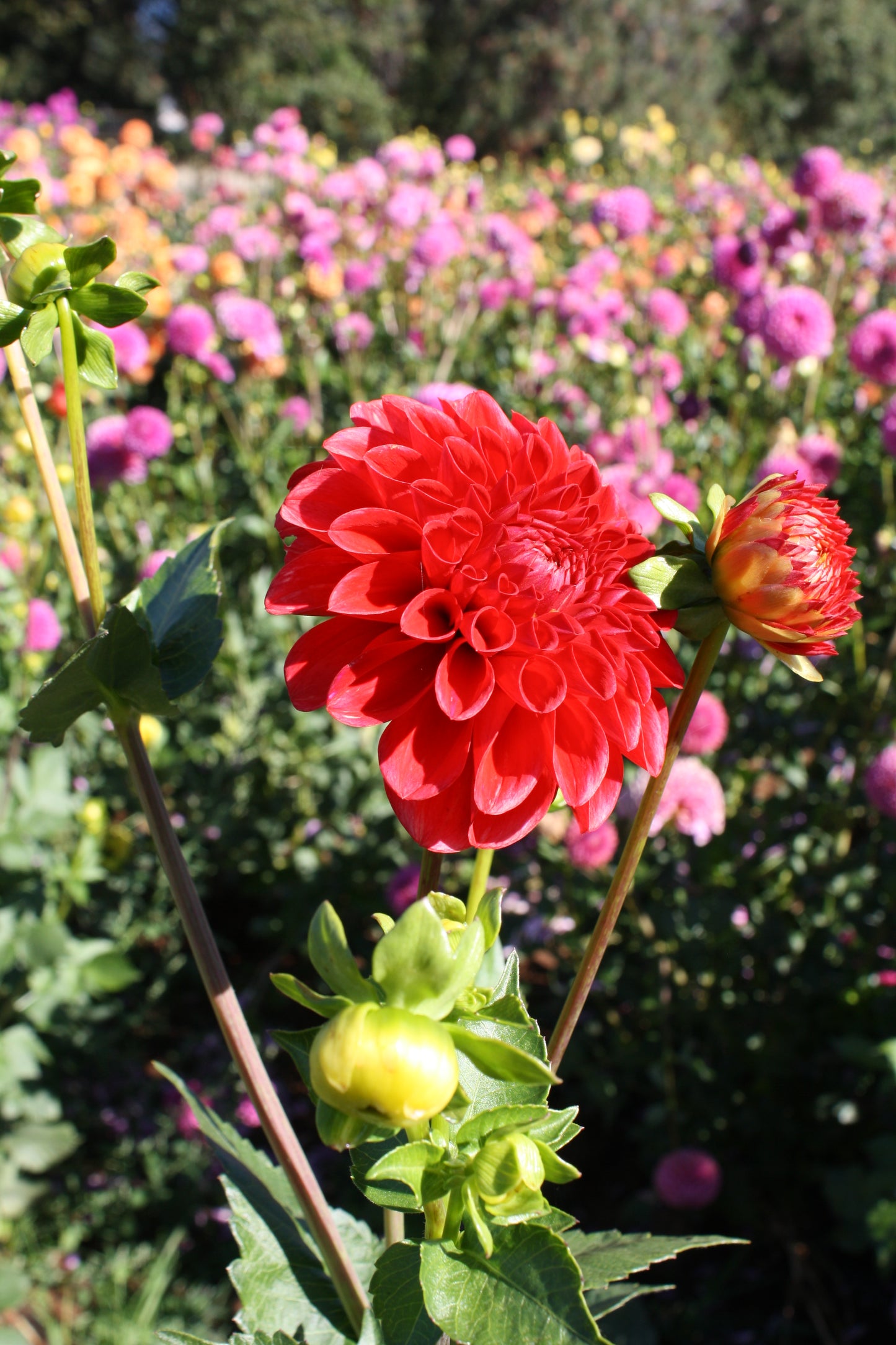 Red Symphony Dahlia Tuber