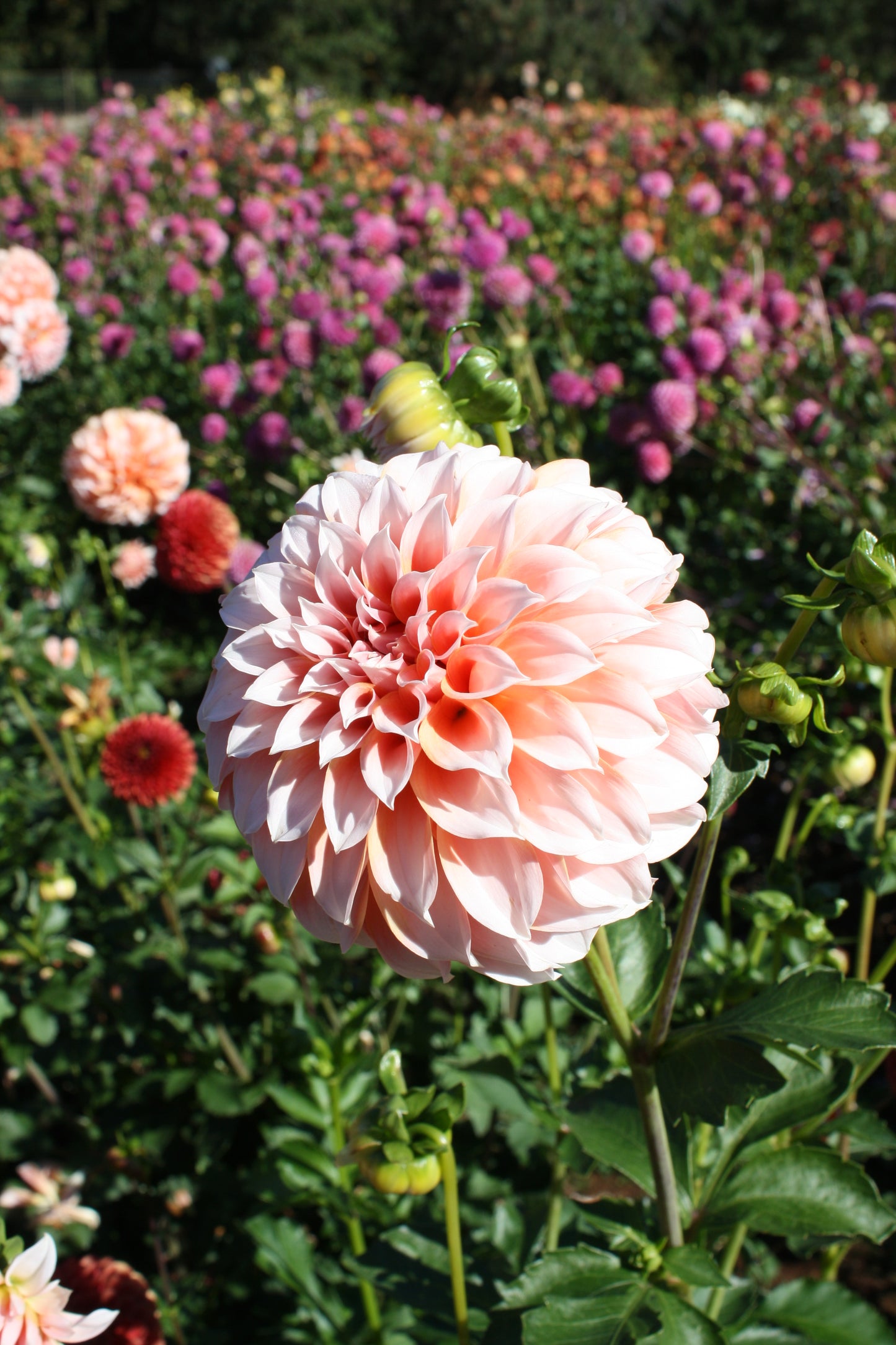 Peaches 'N Cream Dahlia Tuber