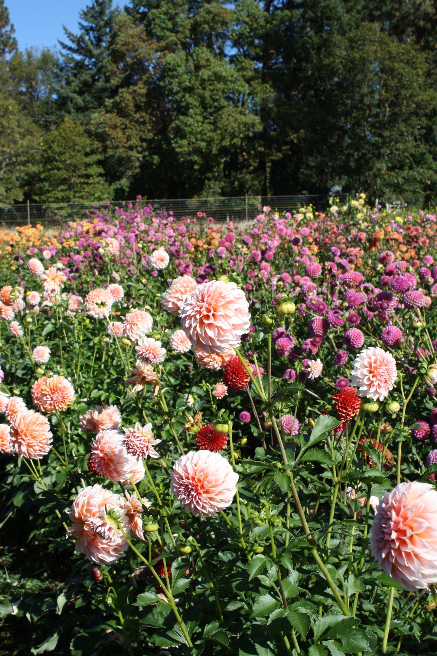 Peaches 'N Cream Dahlia Tuber