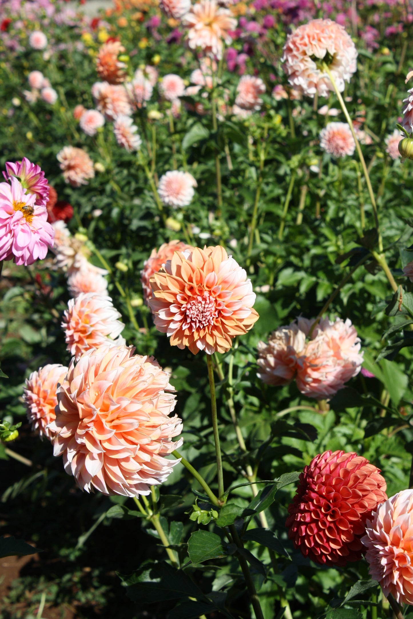 Peaches 'N Cream Dahlia Tuber