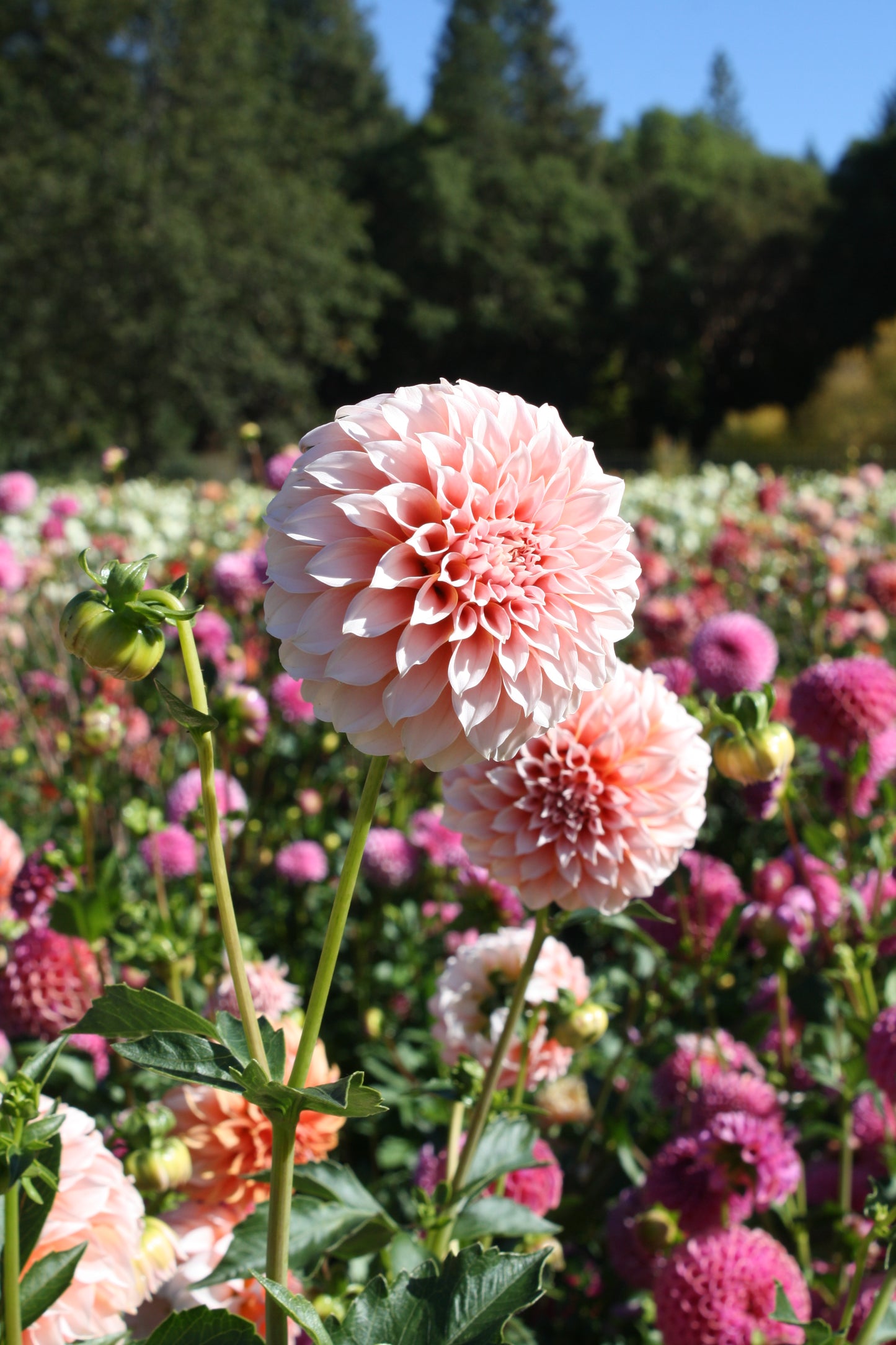 Peaches 'N Cream Dahlia Tuber