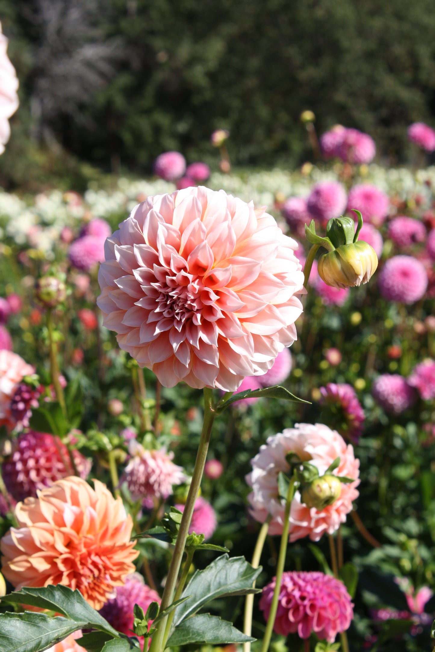 Peaches 'N Cream Dahlia Tuber