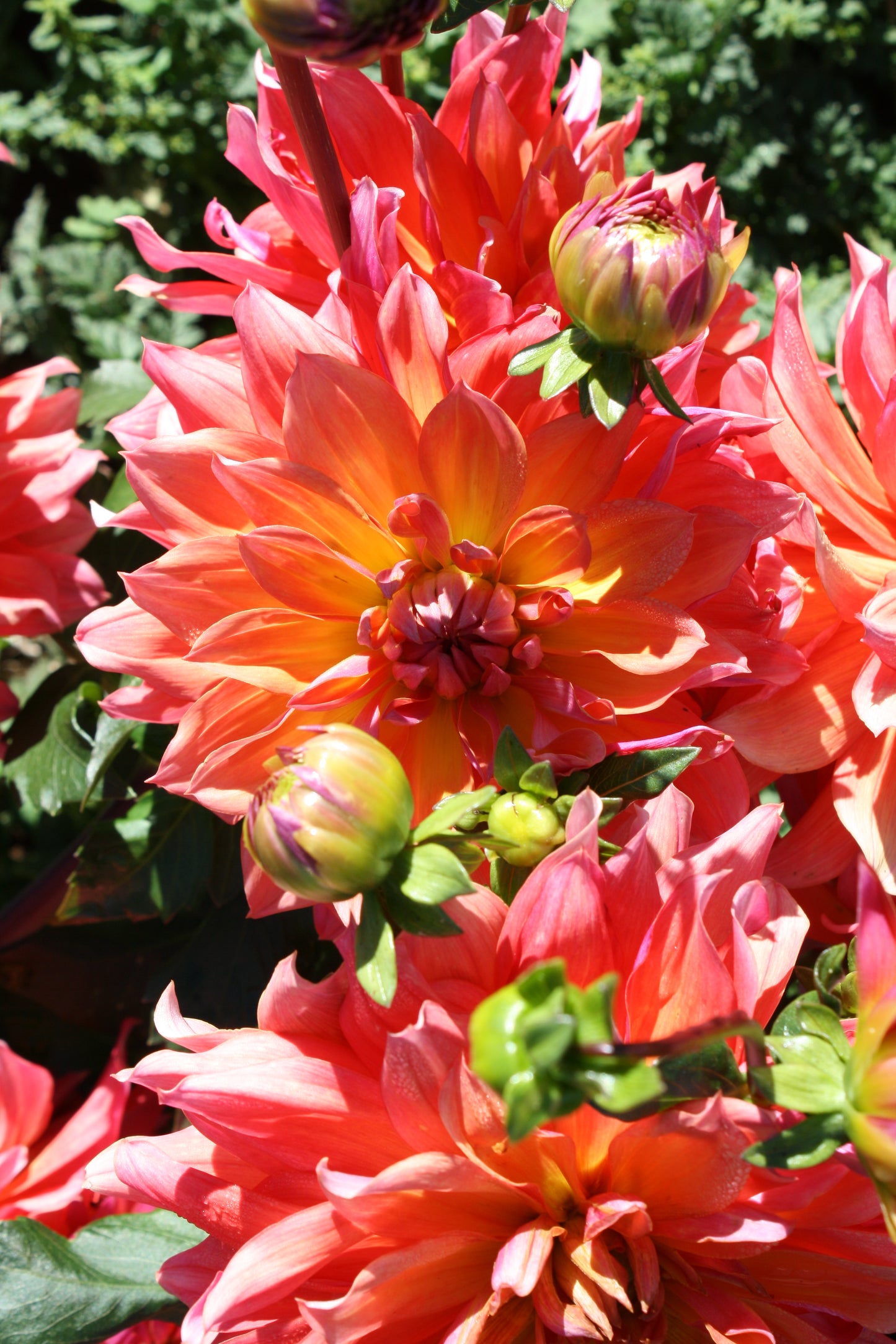 Firepot Dahlia Tuber