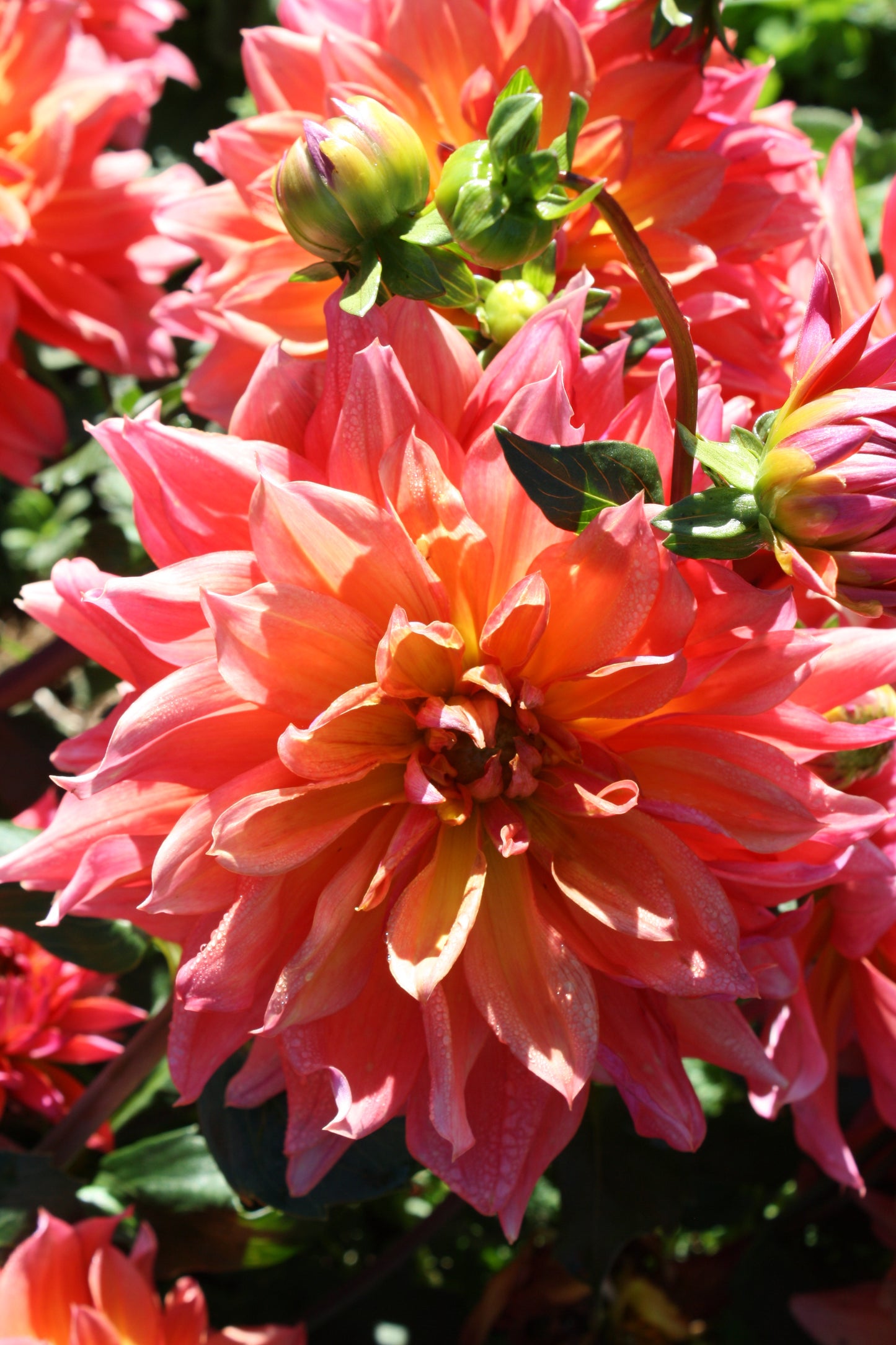Firepot Dahlia Tuber