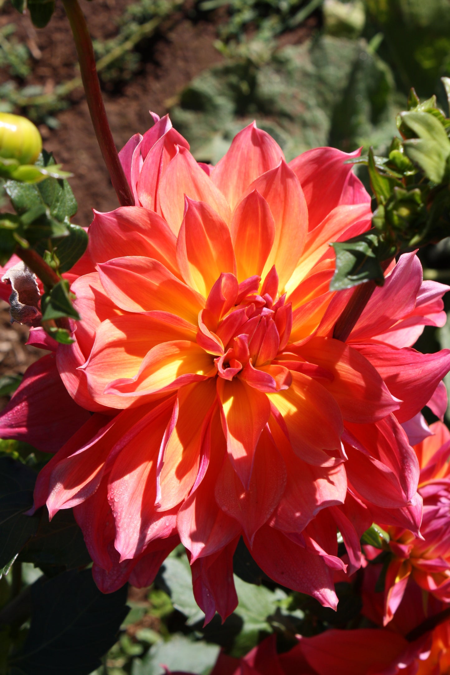 Firepot Dahlia Tuber