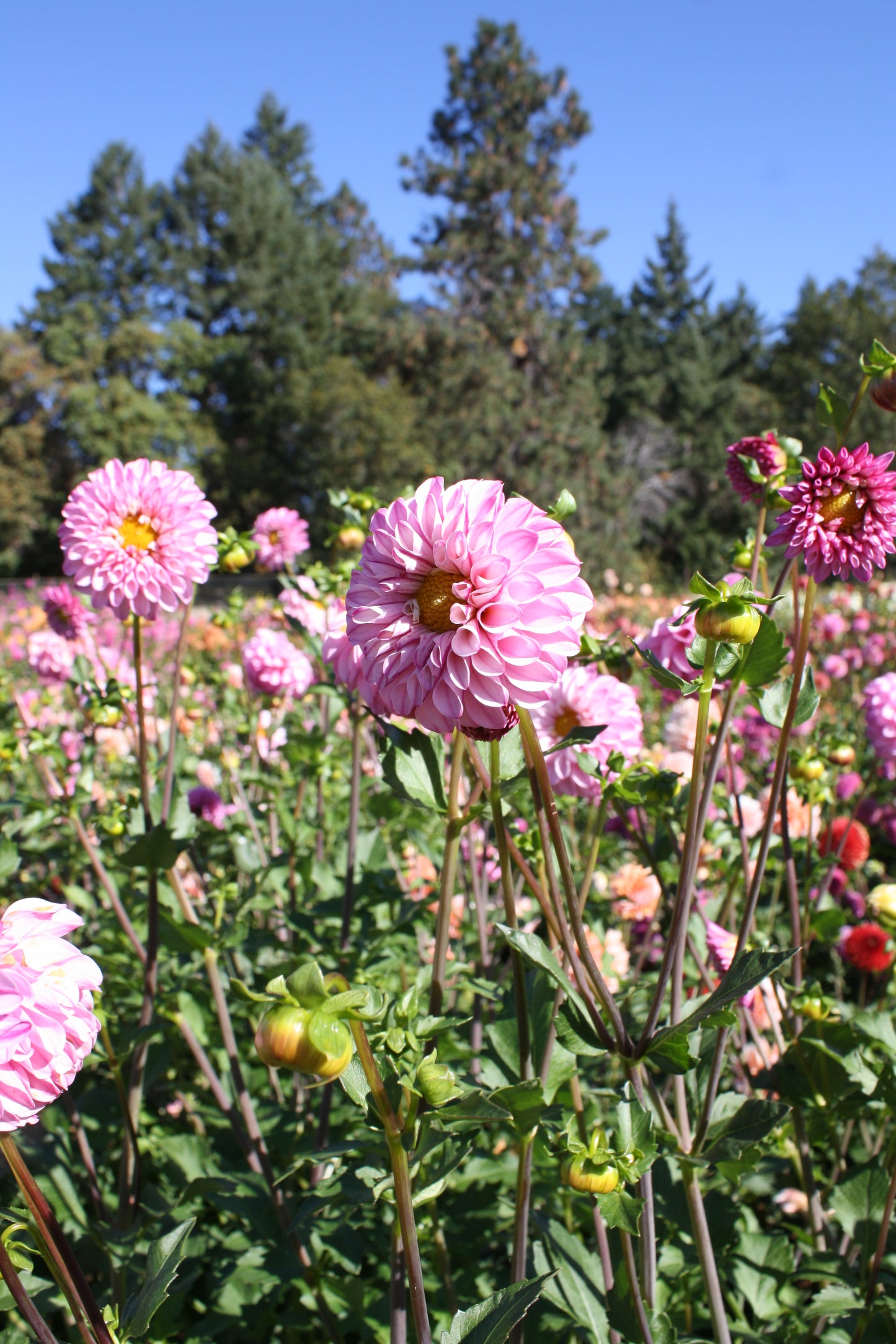 Bloomquist Better Dahlia Tuber