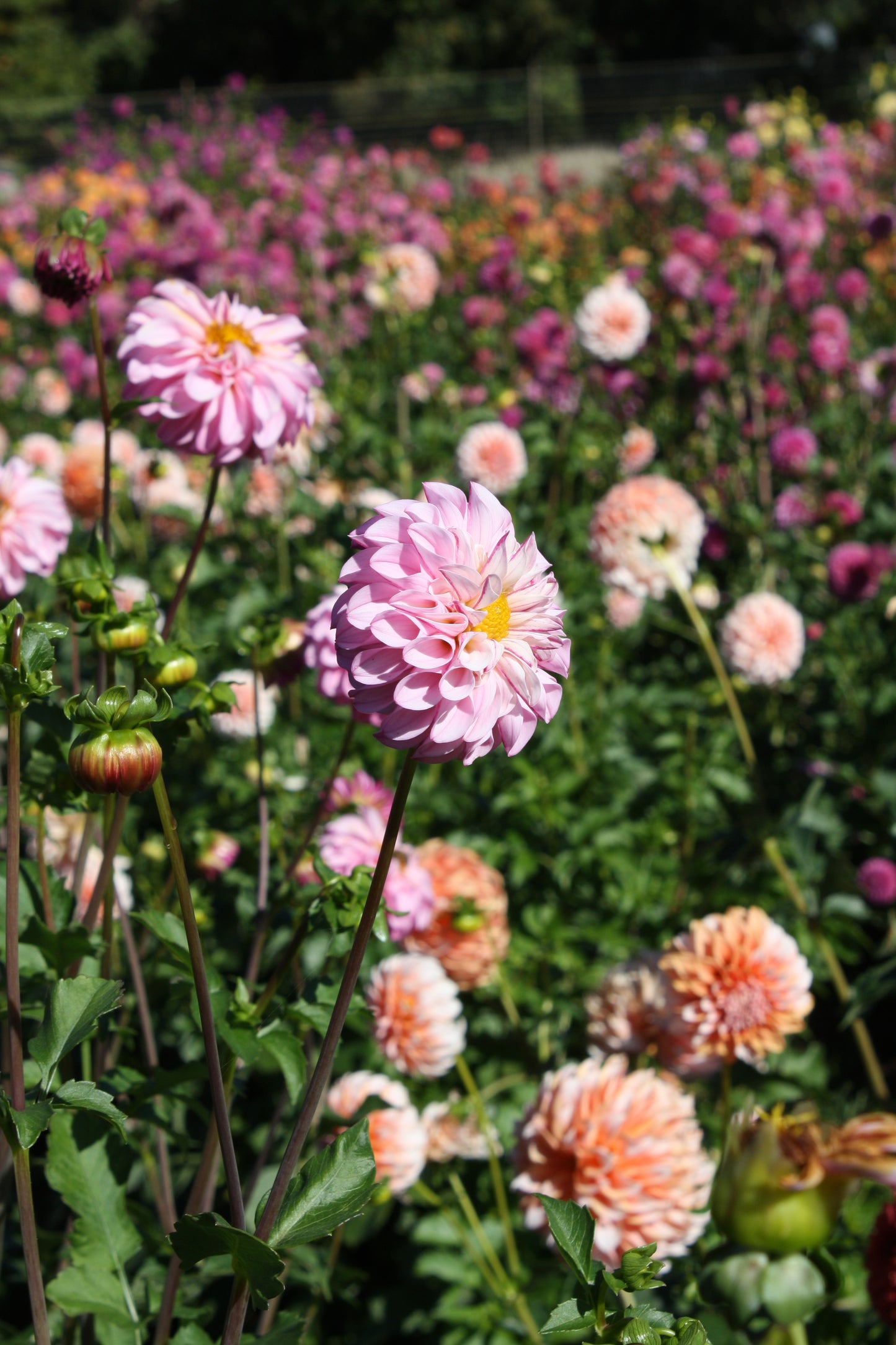 Bloomquist Better Dahlia Tuber