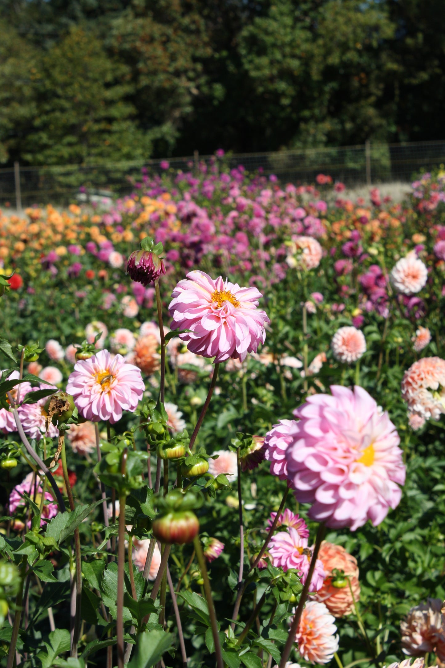 Bloomquist Better Dahlia Tuber