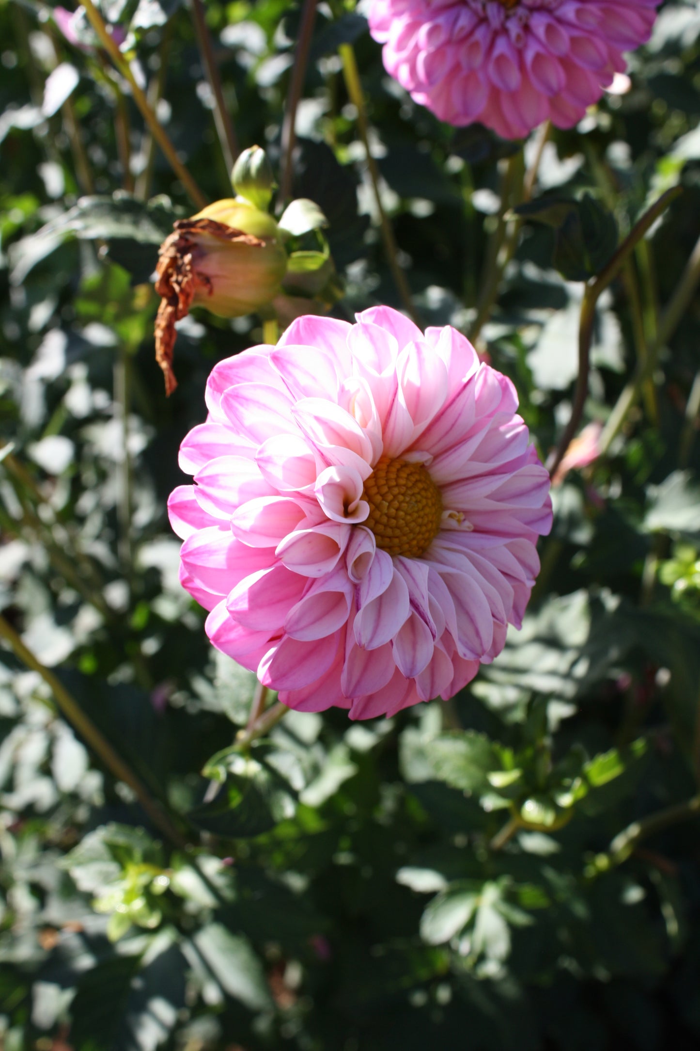 Bloomquist Better Dahlia Tuber